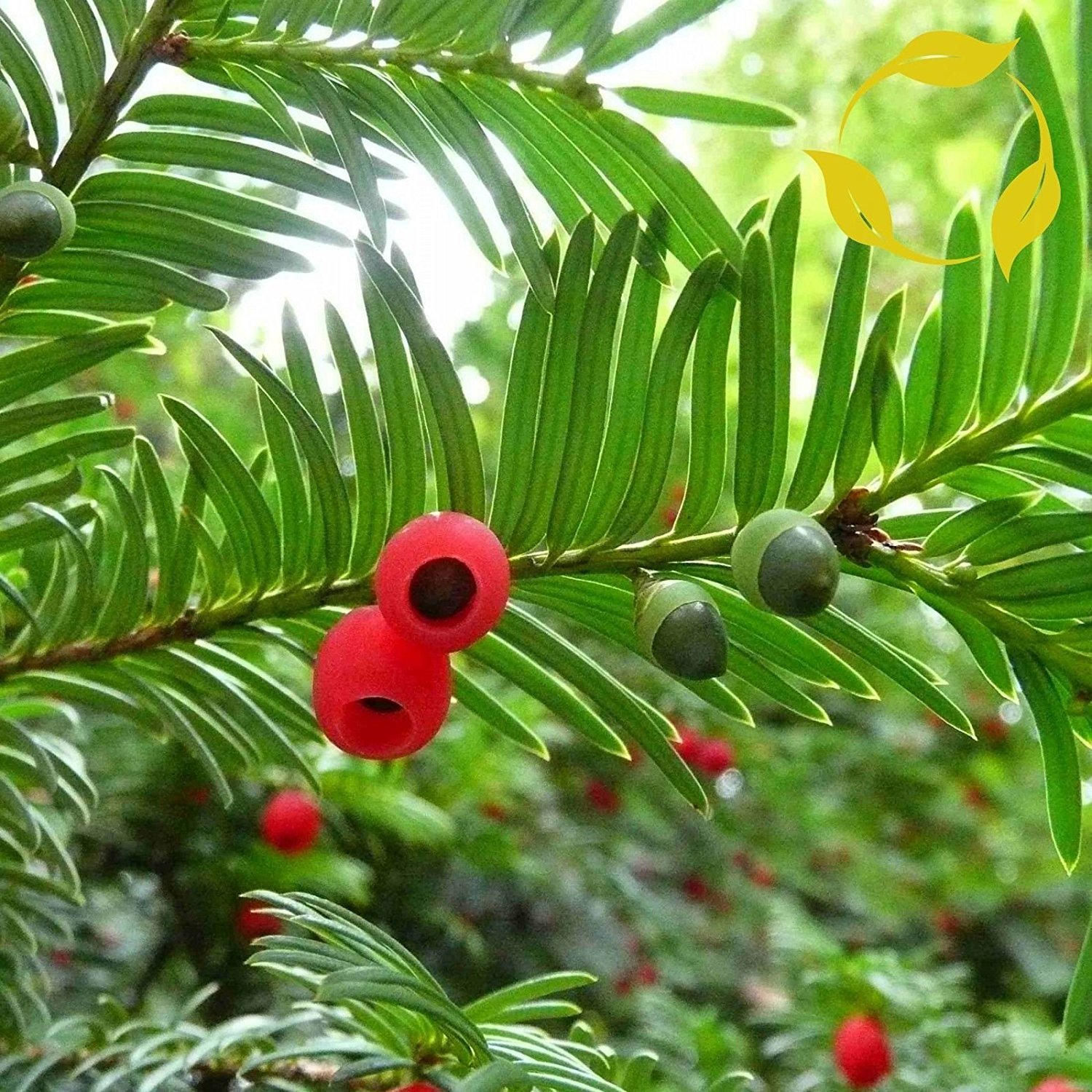 35 Samen Chinesische Eibe Taxus Baum, wallichiana chinensis Bonsai (Taxus  chinensis) : Amazon.de: Garten