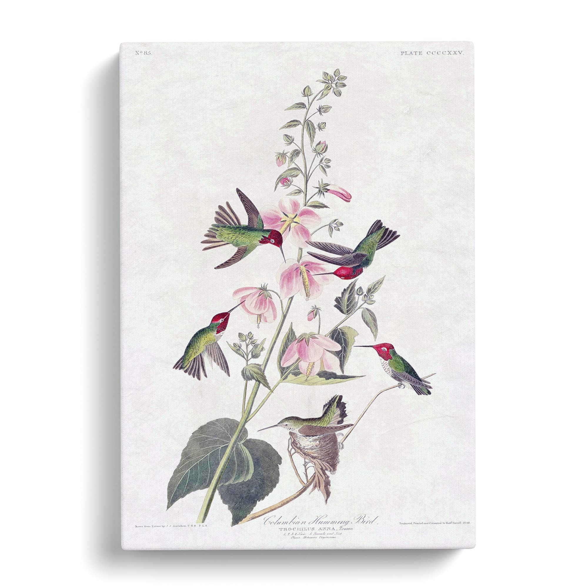 Columbian Hummingbirds By John James Audubon Canvas Print, Mixed, 25L x 50W cm - Image 2