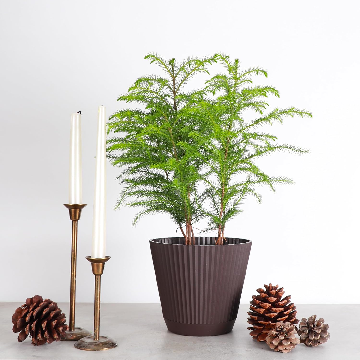 Thorsen's Greenhouse Live Norfolk Island Pine Plant, Christmas Greenery Gift or Decor, Air Purifying Premium Indoor Houseplant, Mature 4" Diameter Pot (Chocolate, 6-inch Pot)