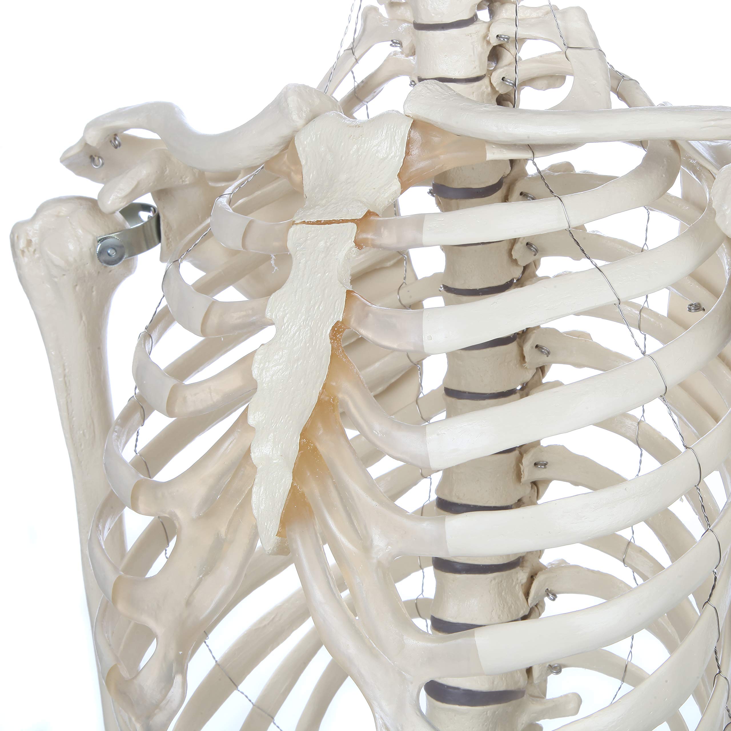 Rudiger Anatomie Human Skeleton Model Anatomy Bundle, 5' 7