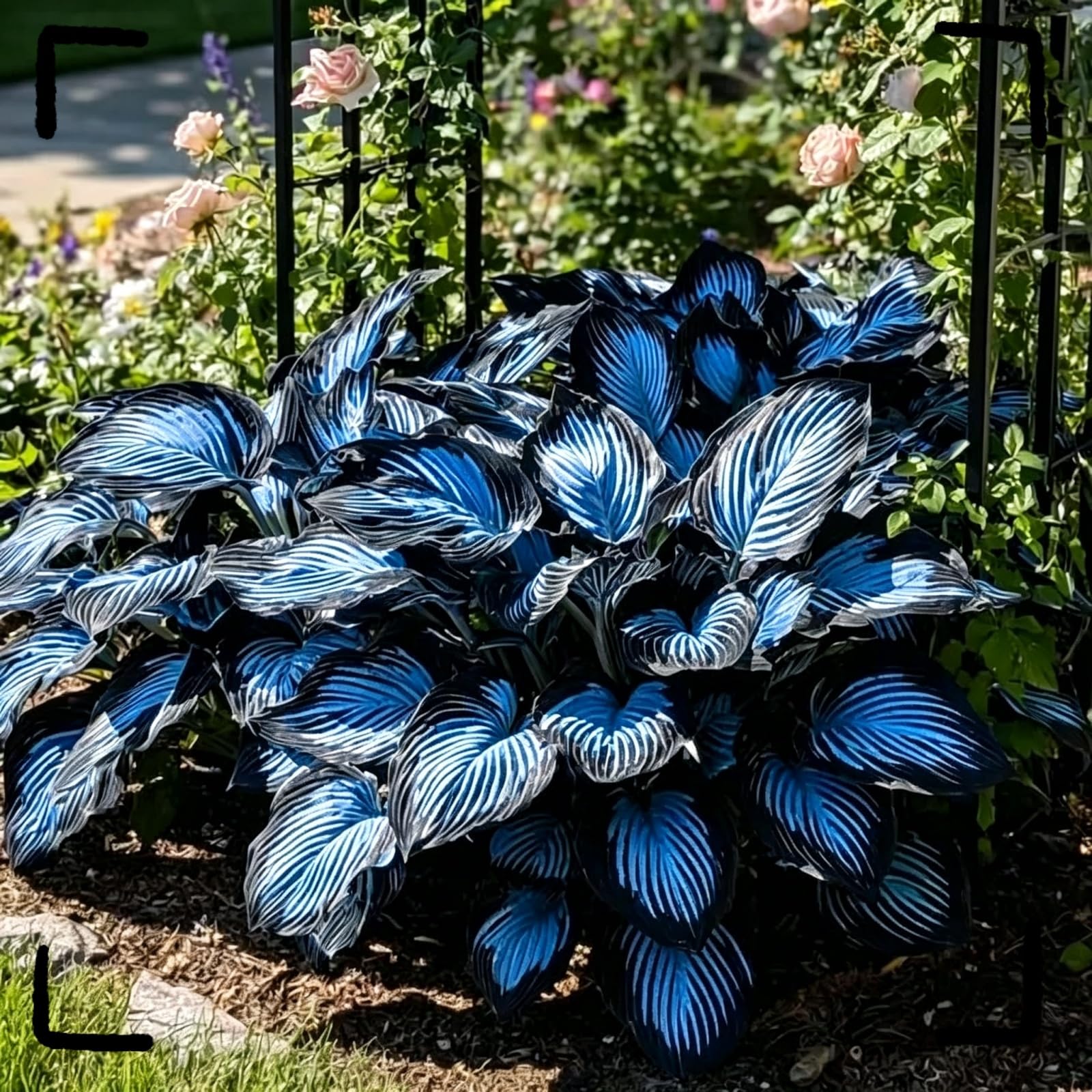 Hosta Screziata Perenne, Rizoma Forte, Resistente all’Ombra e al Freddo Invernale-15bulbi-a