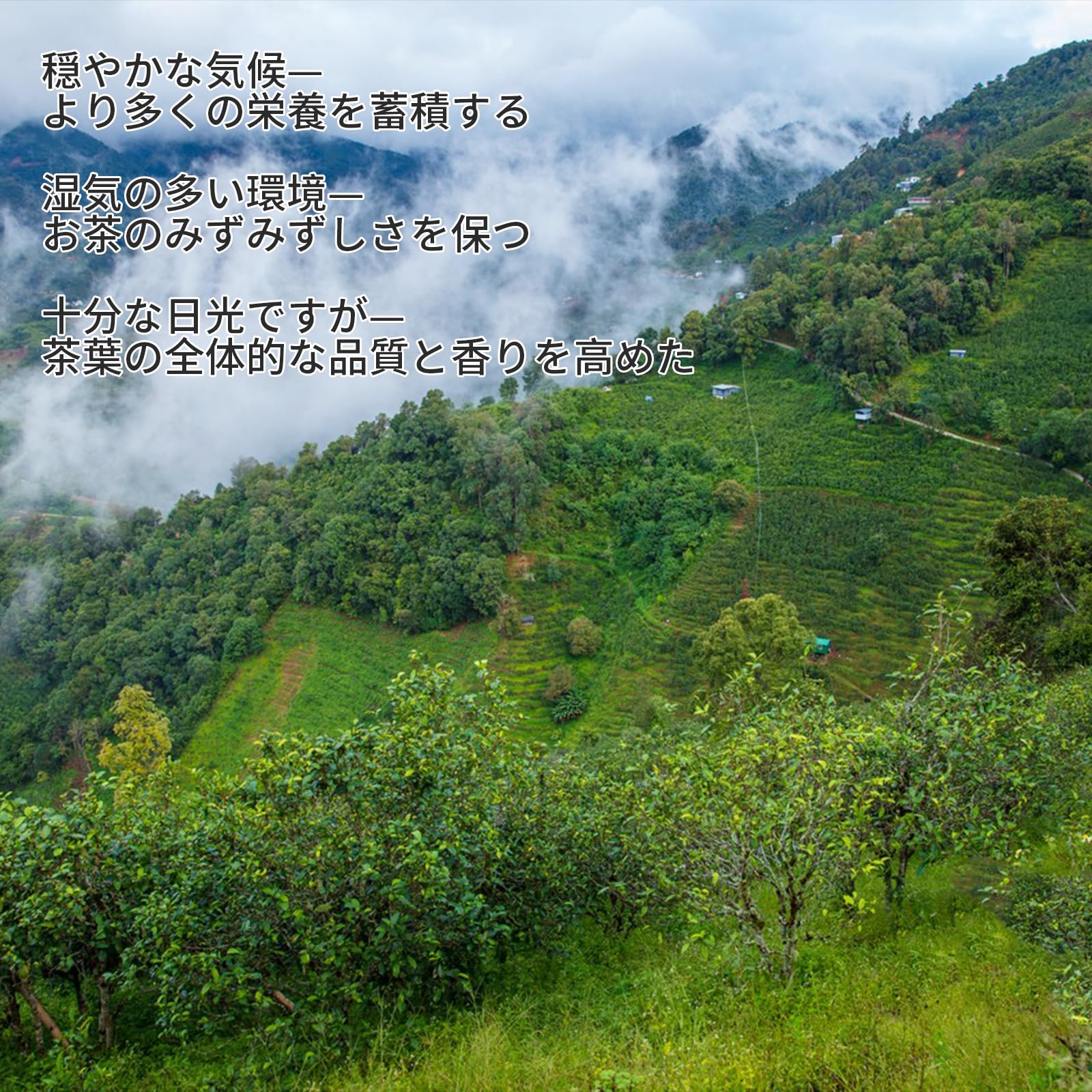 Amazon.co.jp: Hexi Pu'er Tea, 2006 Yunnan Old Tree Puer Mature Tea
