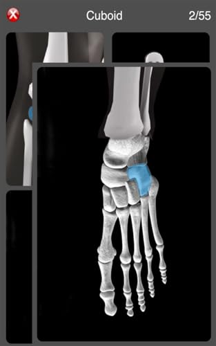 Anatomy Quiz Pro