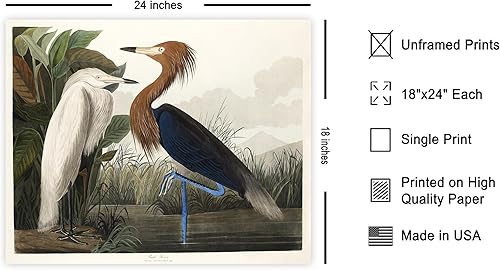 Miniatura 2 de Poster Master Póster vintage de James Audubon  Impresión retro de garza morada  Arte de aves de América  Regalo para hombres, mujeres y amantes de