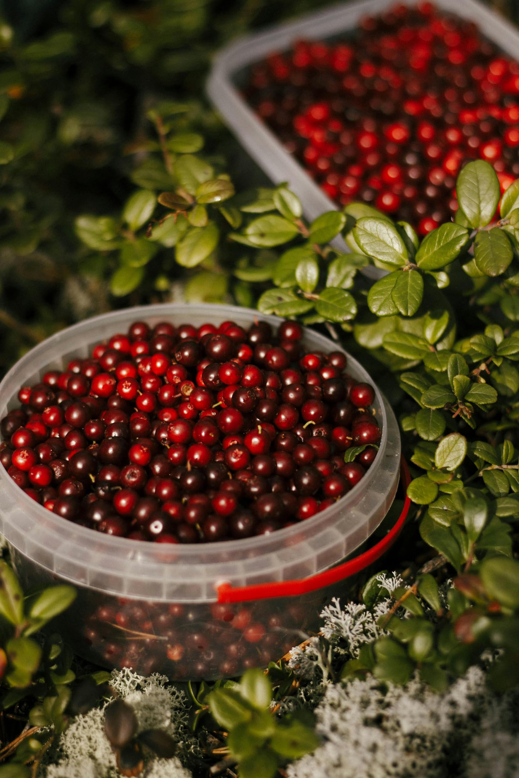 Ponthier CRANBERRY PÜREE Kranich-Moos-Beeren-Frucht-Püree Cranberrymark 1KG Smoothie-Bowl-Sorbet-Saft-Sauce-Cocktail-Topping ausgewählte Früchte höchster Qualität (4, 1kg)