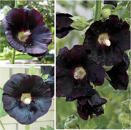 Miniatura 3 de Seed Needs, Black Hollyhock Seeds - 100 semillas tradicionales para plantar Alcea rosea - Ideal para jardines góticos, Bienal de polinización