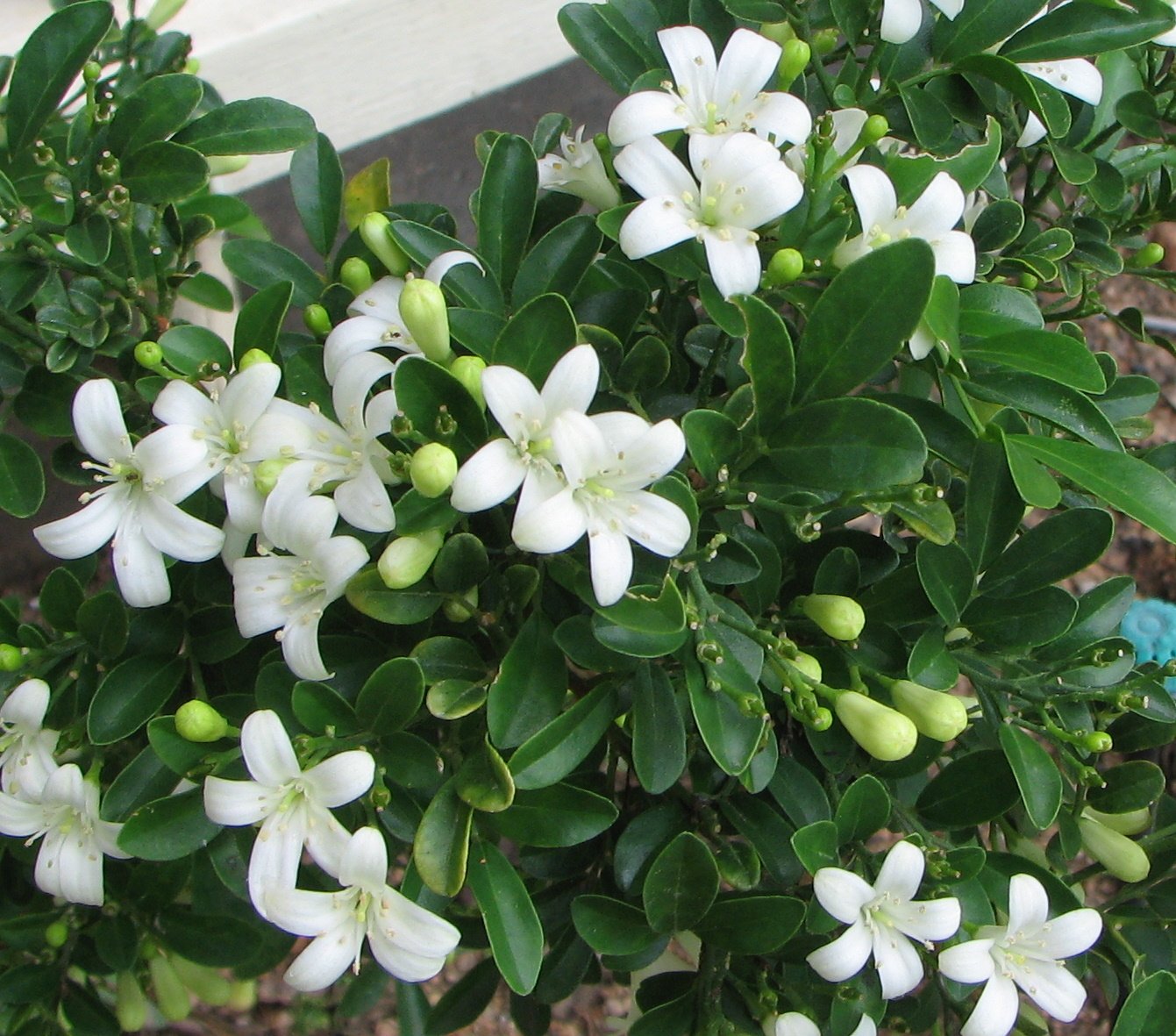 Creative Farmer Murraya Omphalocarpa Jasmine Seeds - tolerate semi-shade 10 Seeds (B06XK56XWC) Amazon Price History, Amazon Price Tracker