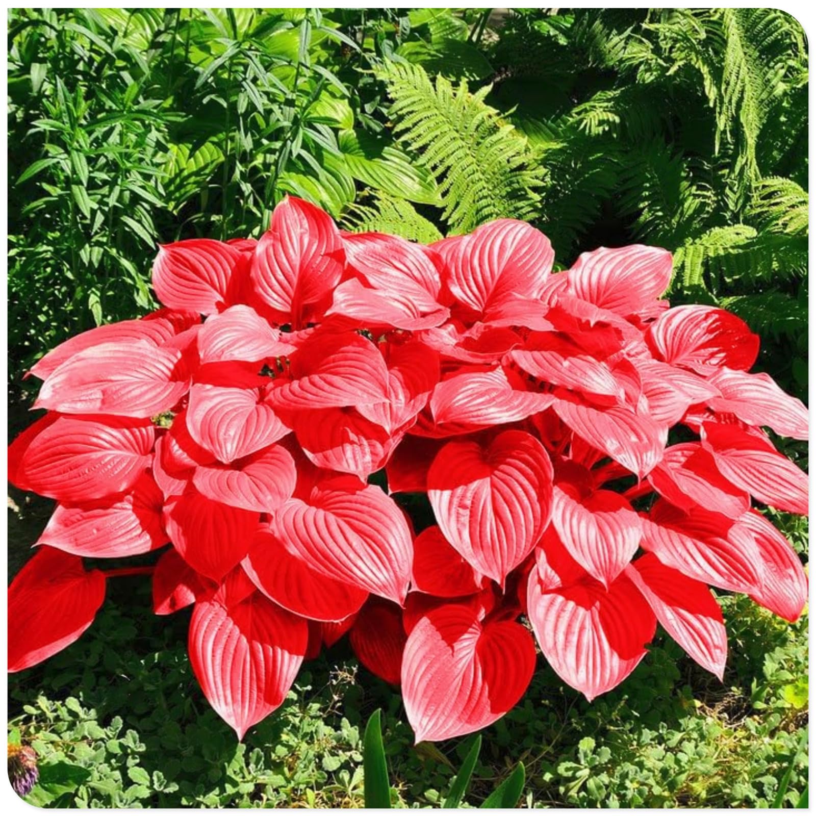 Hosta Bulbs Fall Planting UK/Plants/Rhizome/Resistant/Bedding/Gorgeous/Ornamental/Potted/Hosta Plant-C-8 Bulbs โ image 1