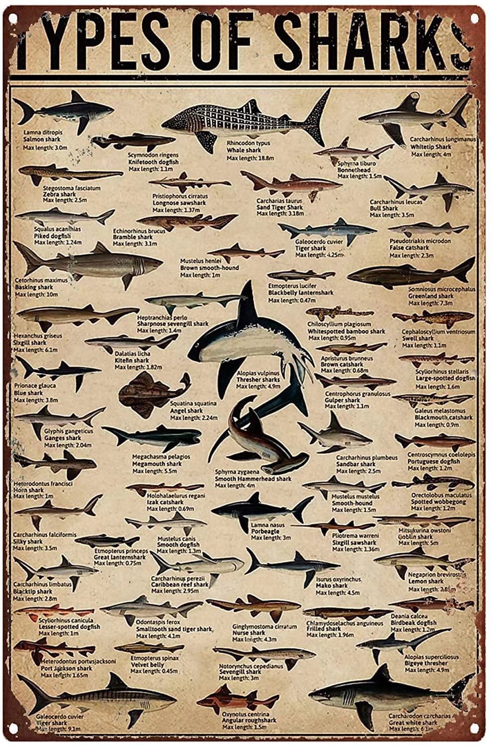 Tin Sign Types Of Sharks Wall Retro Tin Sign,Bathroom Decoration for Bars,Restaurants,Cafes and Bars,New Year,Metal Sign 12x16 Inches