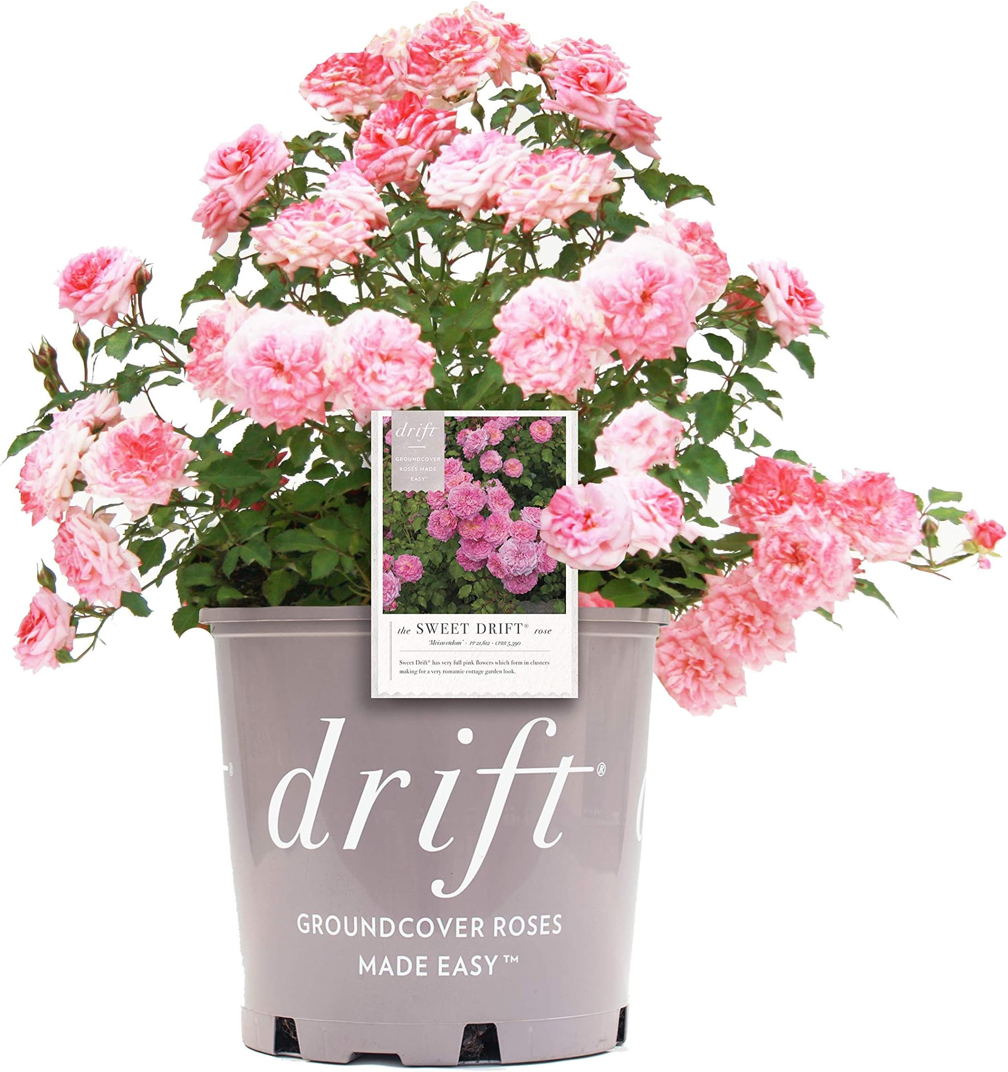 Star Rose Drift Series 19682 Sweet Drift Rose, 19cm, Double Pink