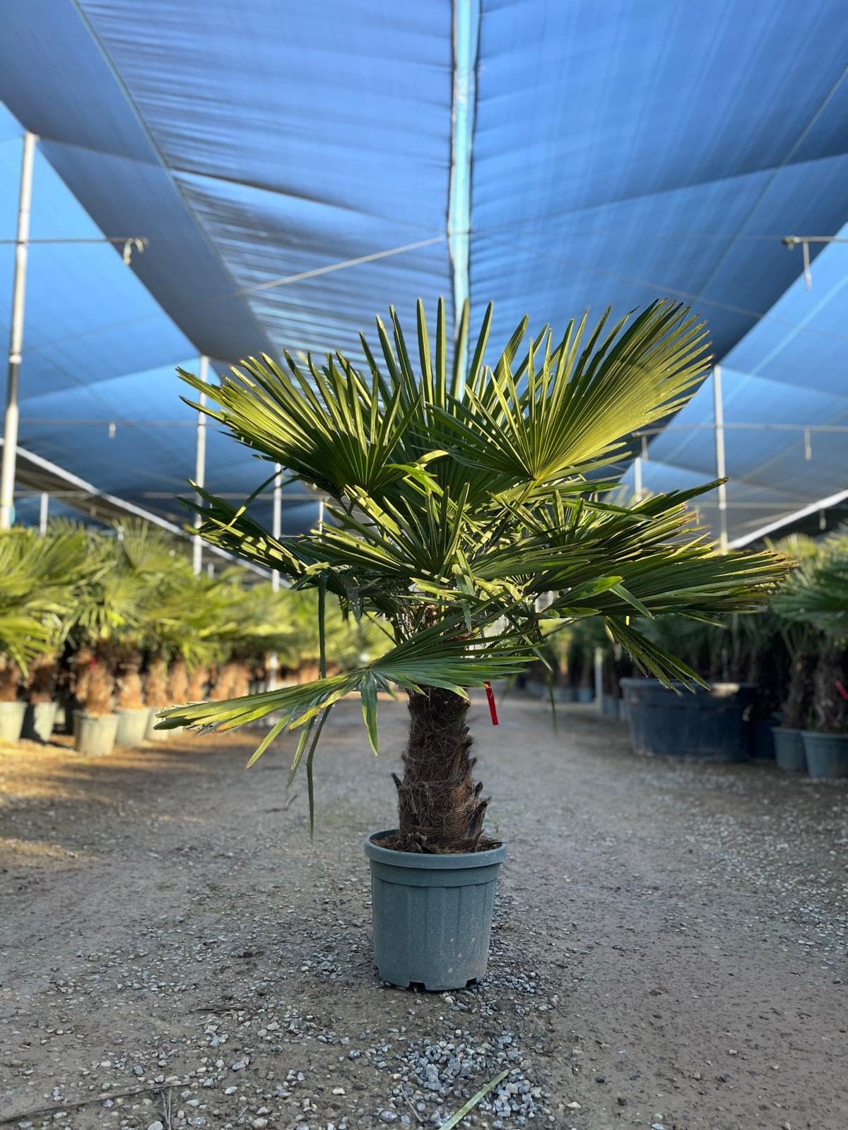 Trachycarpus Fortunei Palmier chinois éventail 140-160 cm pot Ø 33 cm résistant -18 °C