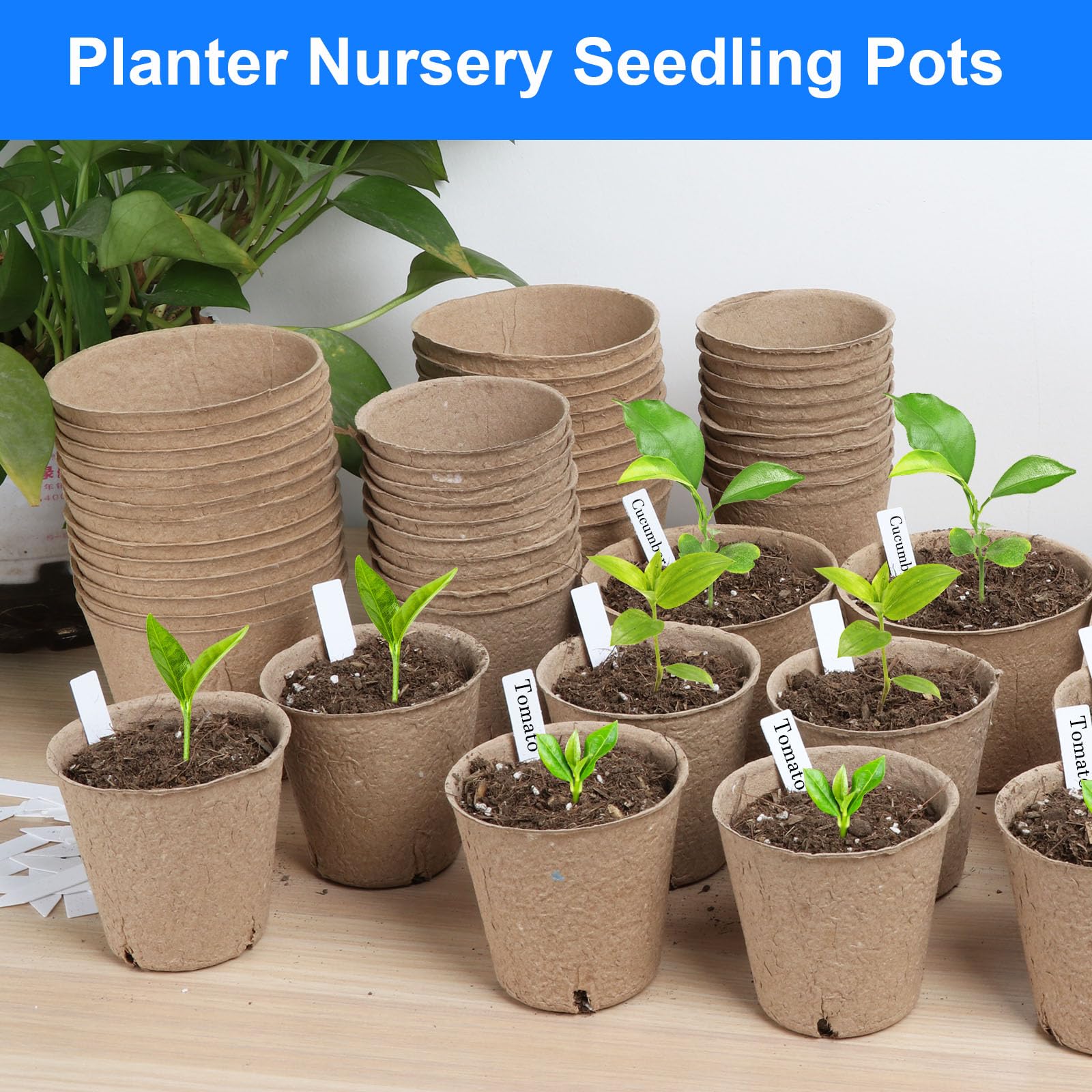Peat Pots 8 cm, 65 Pcs Seed Starting Pot with Drainage Holes, 3.15 Inch Round Seedling Nursery Box, Small Seed Starting Starter Tray Bulk, Garden Germination Container with Bonus 65 Plant Labels - 2