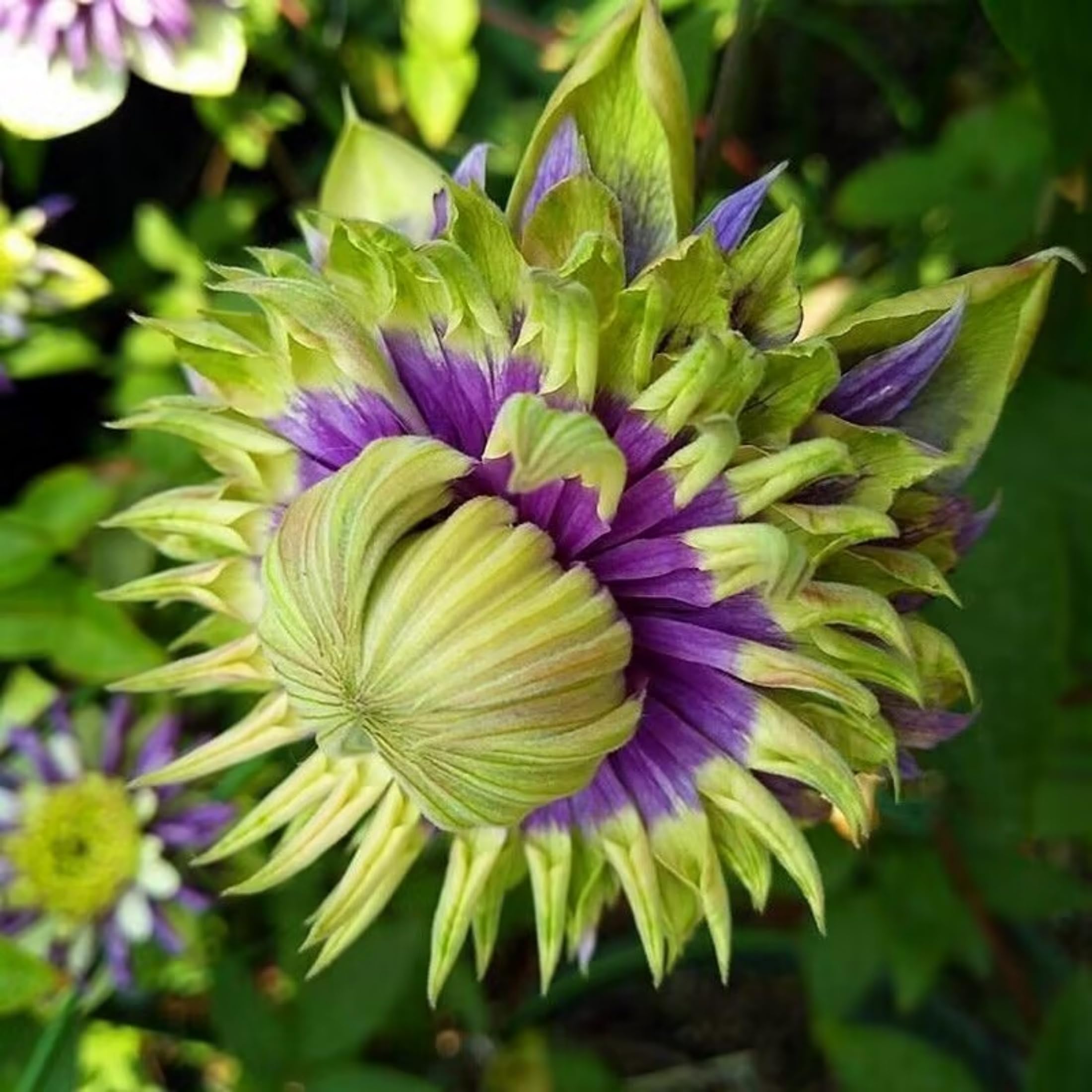 Clematis is a Perennial Climbing Plant with Vibrant Colors and Strong Vitality, Perfect for Balcony and Garden Landscaping.Hardy Perennial, Excellent Display-8bulbs-E