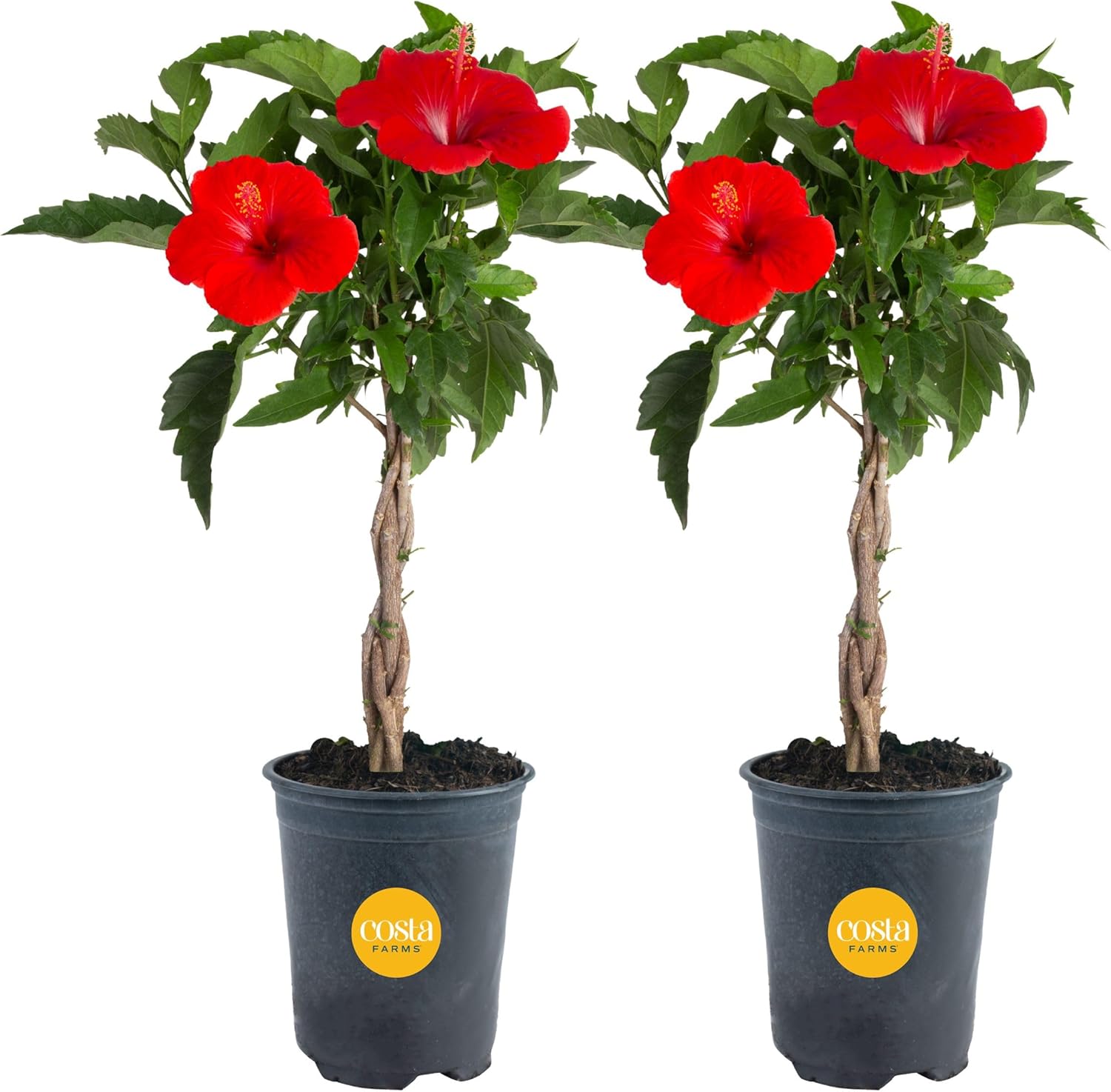 Costa Farms Premium Flowering Braided Hibiscus Grower Pot Live Outdoor Plant, 2-Pack 20-Inches Tall, Grower's Choice Flowers