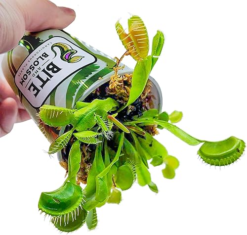 Venus - Trampa para moscas Cultivar Dutch Delight Planta Carnívora Dionaea Muscipula Planta de trampa para moscas Venus The Killer Plant Company