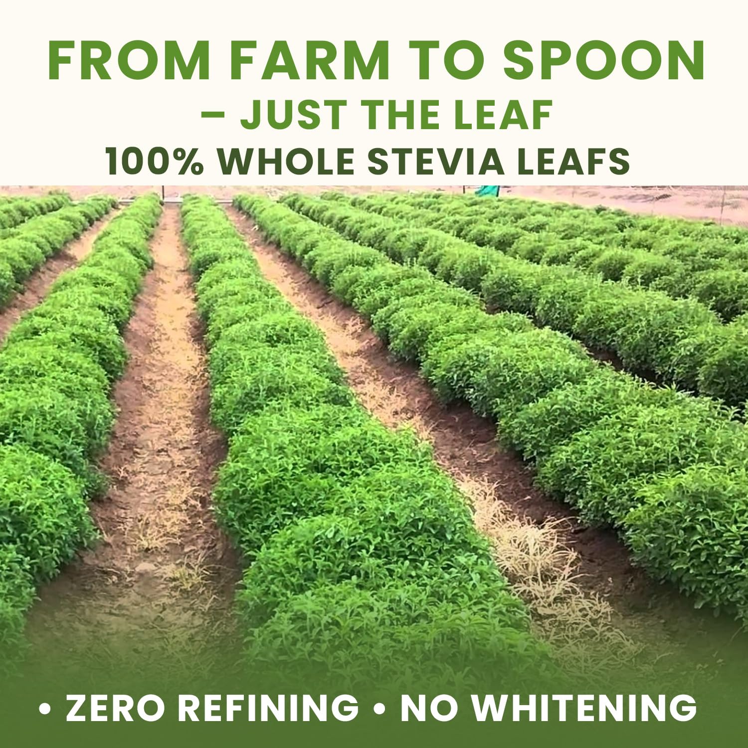 Organic Stevia Leaves Powder (1 Kg) At ₹ 1300/kg In Mumbai | ID - View #10