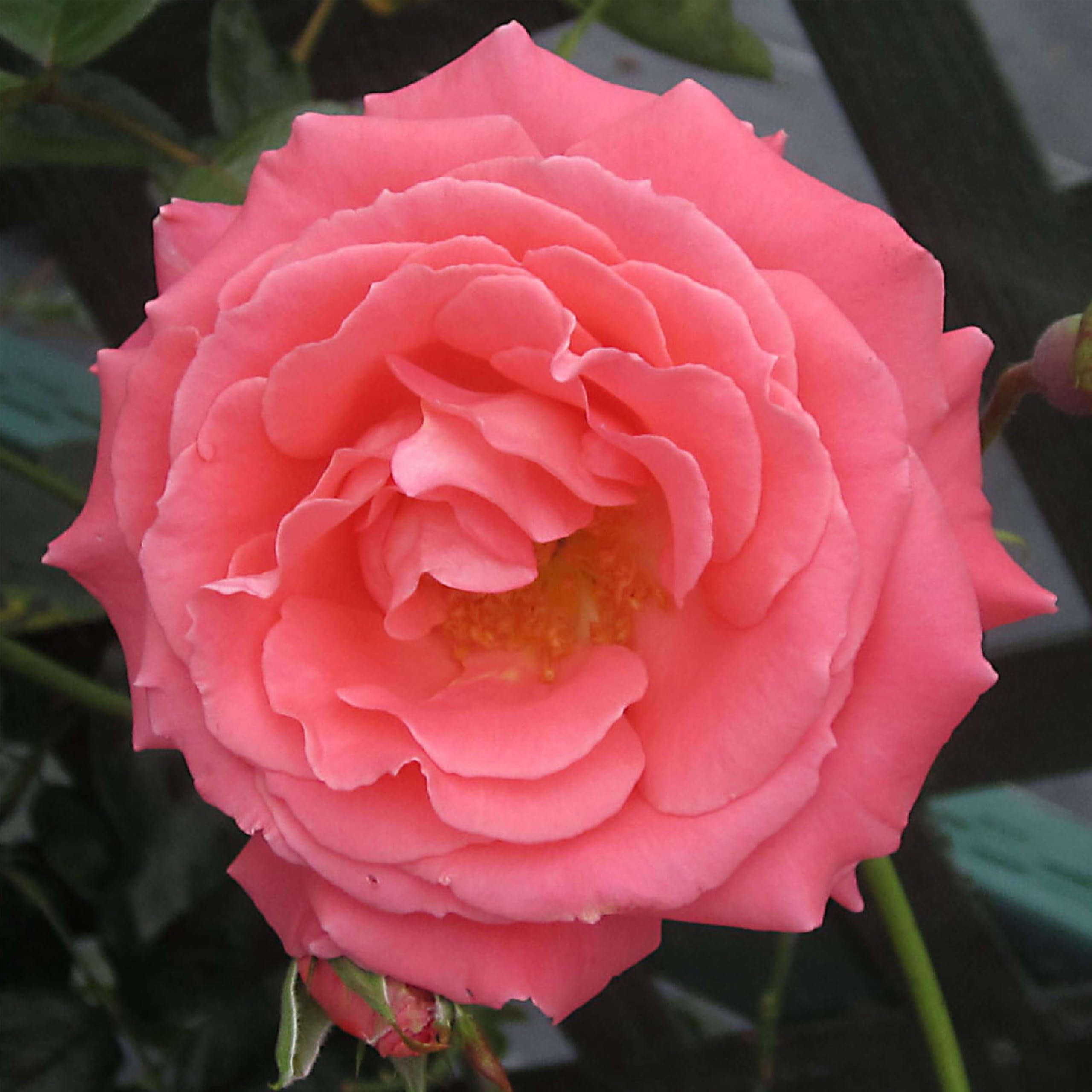 Heirloom America Climbing Rose