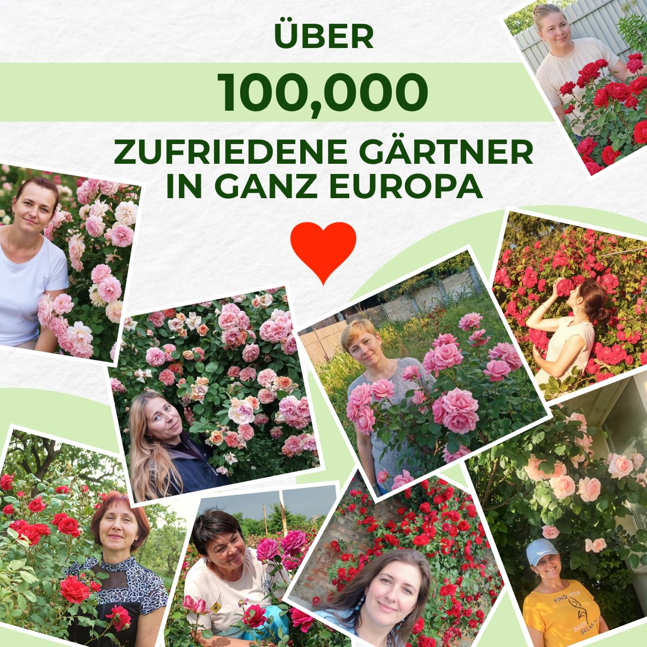Rosen Pflanzen Gelb - 1 Pflanze - Stauden Winterhart Mehrjährig - Duftende Echte Rosen aus Holland - für Garten und Topf (keine Samen, nicht künstlich)
