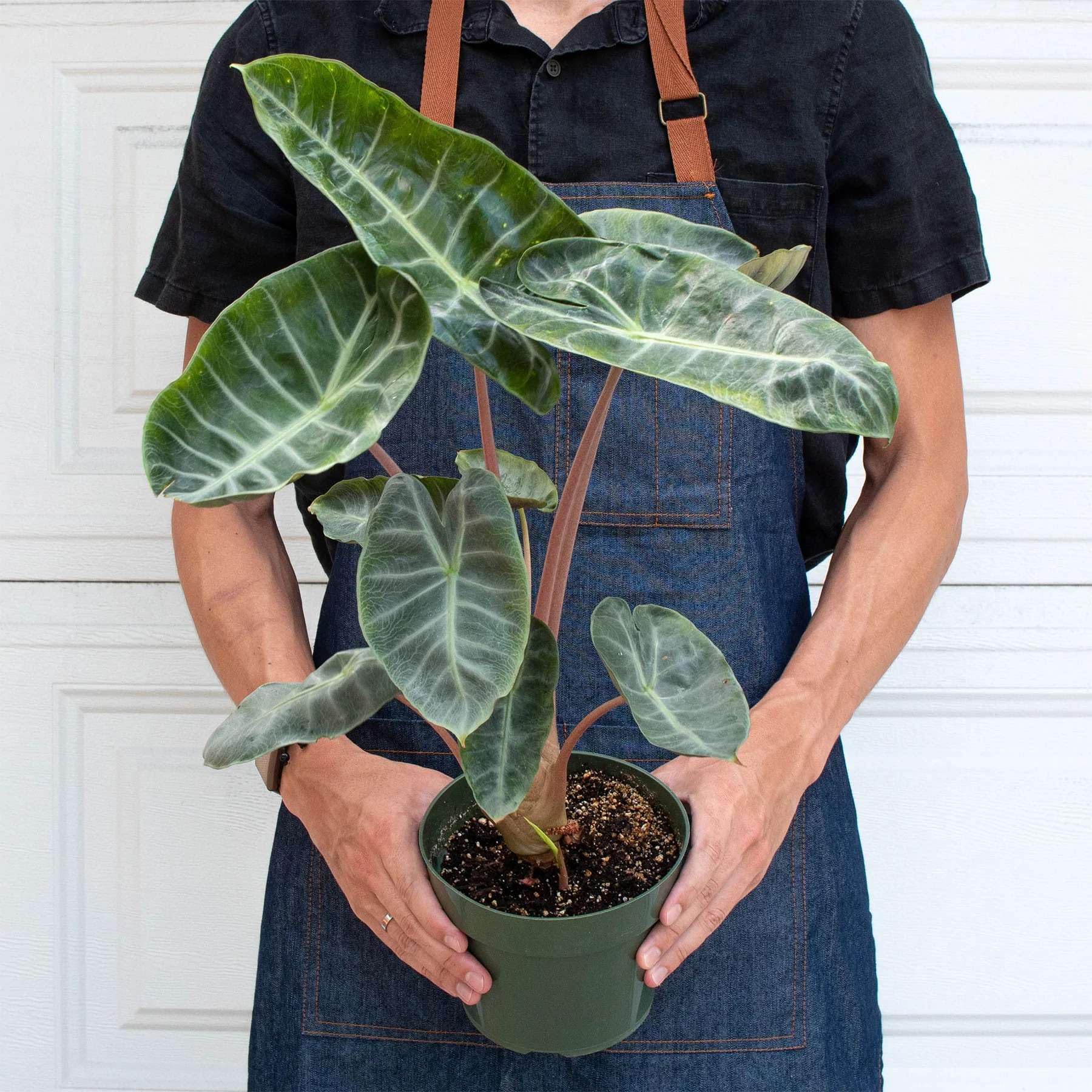Amazon.com: Alocasia Pink Dragon Live Plant for Indoor | Different  Houseplants in 4'' & 6'' Pot | Real House Plant for Living Room, Office,  Desk & Bathroom | Alocasia calidora