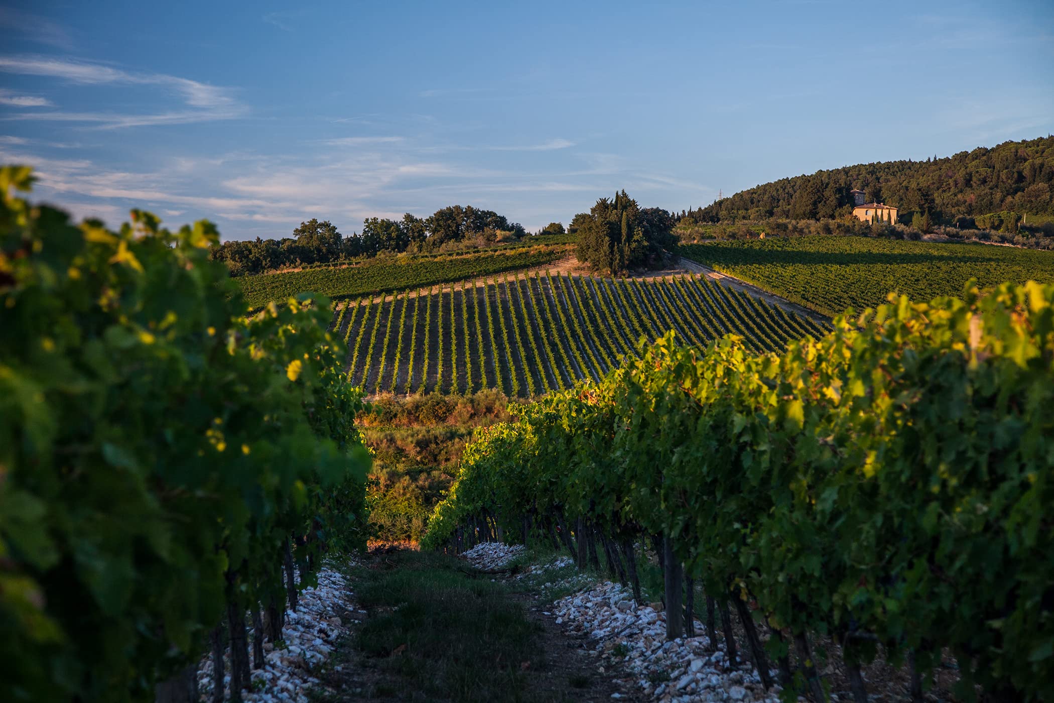 Marchesi Antinori Marchesi Antinori Tignanello IGT 14,5%, 1 x 0.75 l, Sangiovese trocken
