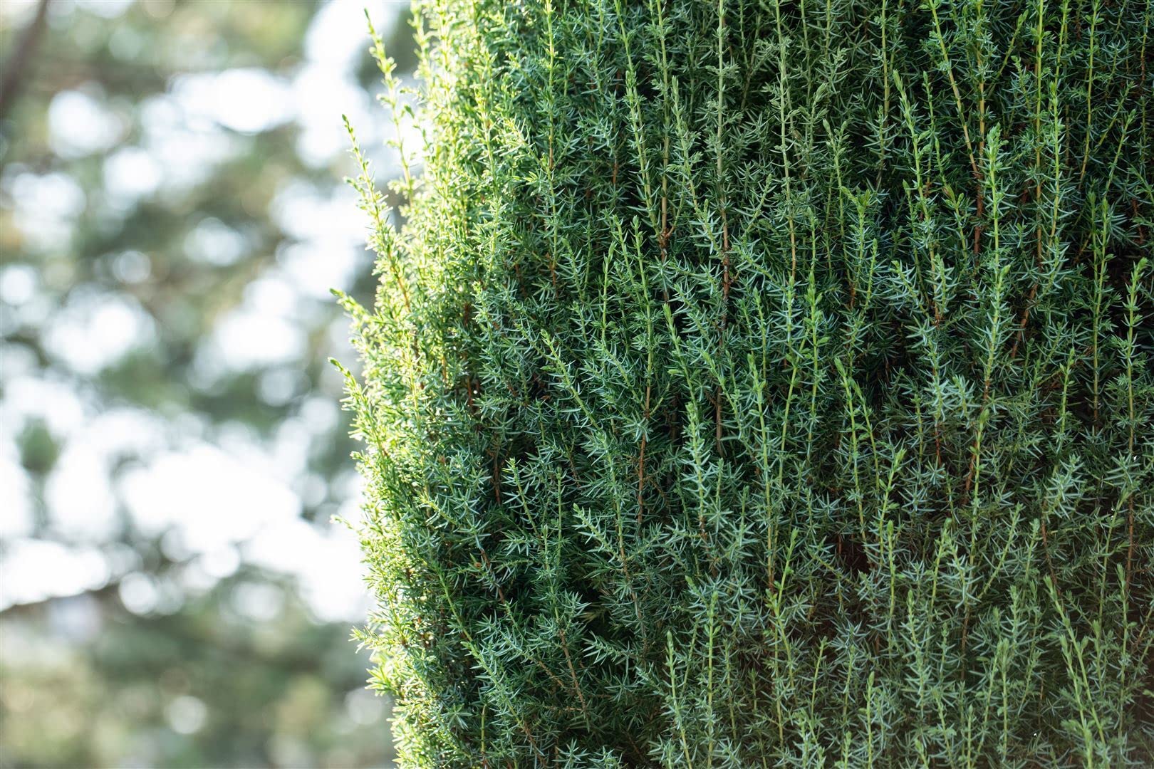 Gemeiner Wacholder Juniperus communis Arnold 60-80 cm winterhart