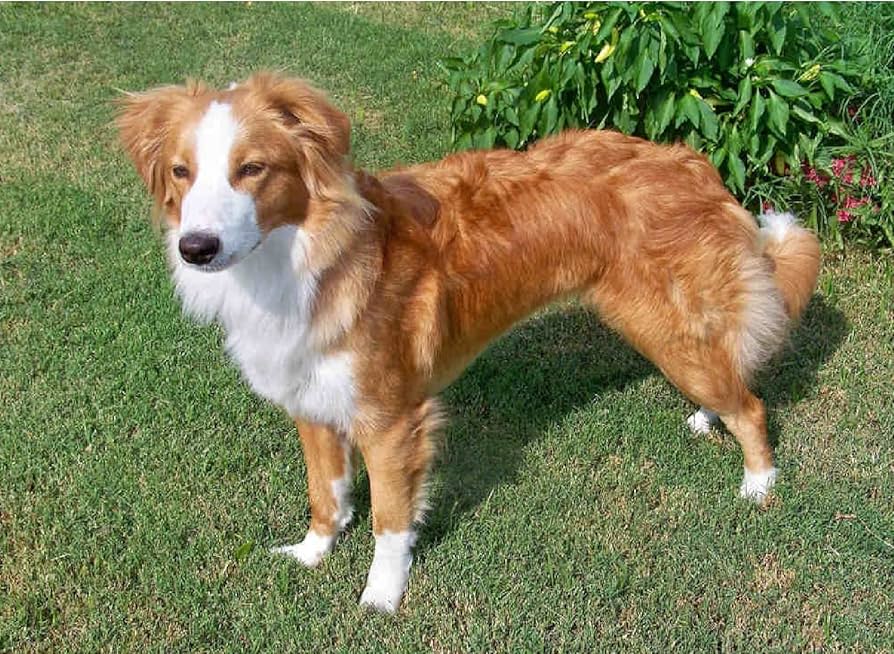 Amazon | Dipema ダイヤモンドアート、イングリッシュ