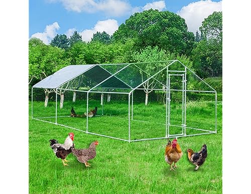Best Chicken Coop Plans for 6 Chickens: Detailed Guide for Beginners