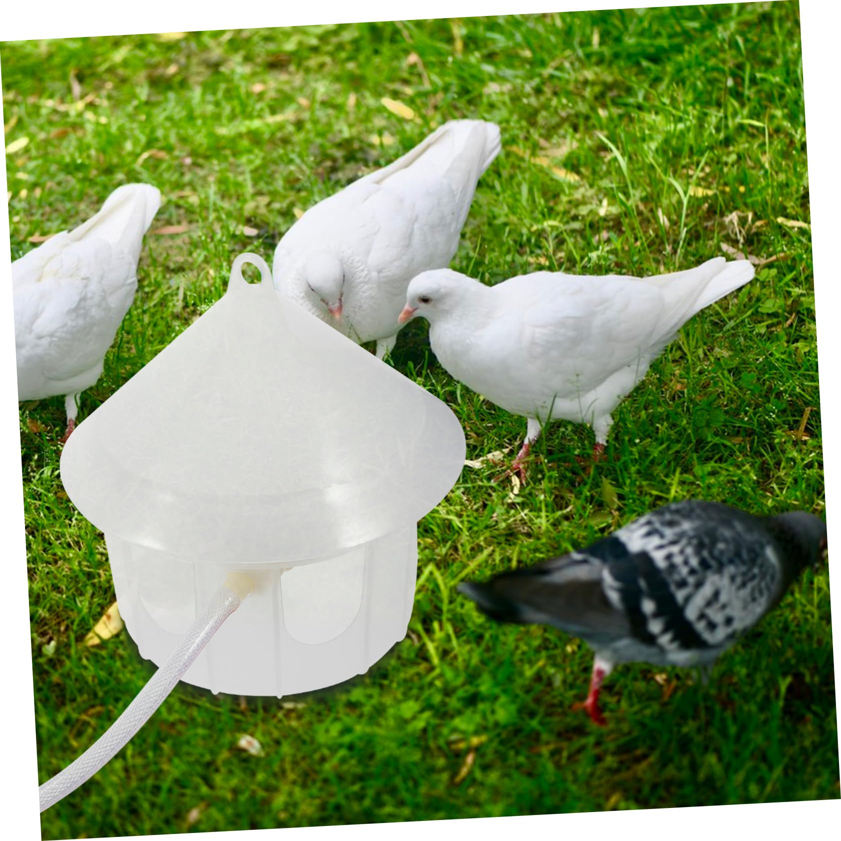 SOIMISS Distributore Automatico di Acqua per Piccioni in Plastica, Abbeveratoio senza Alimentazione Elettrica, Adatto per Gabbie di Uccelli e Volatili da Cortile