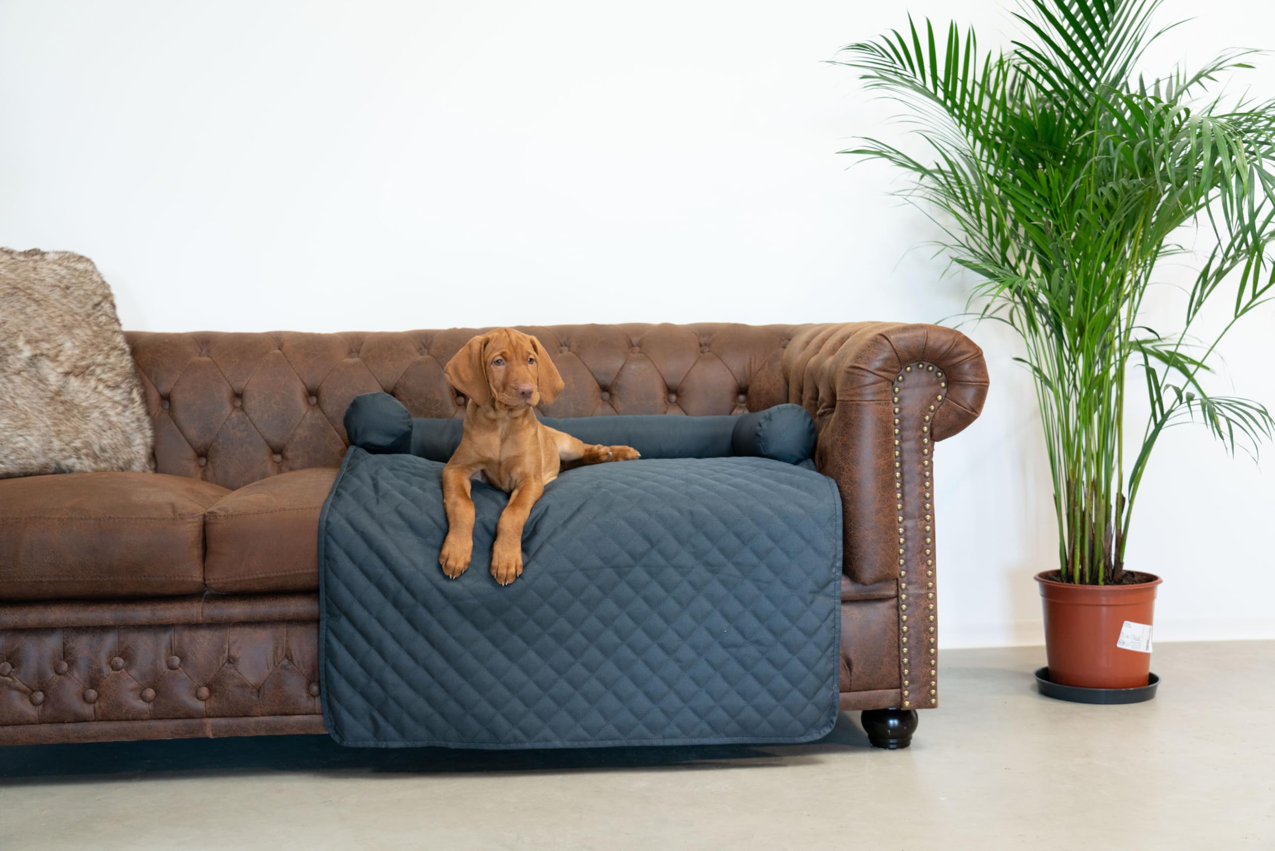 Wasserdichte Hundedecke 80x60 Cm – Plüschig, Schmutzabweisend, Für Couch, Auto & Bett
