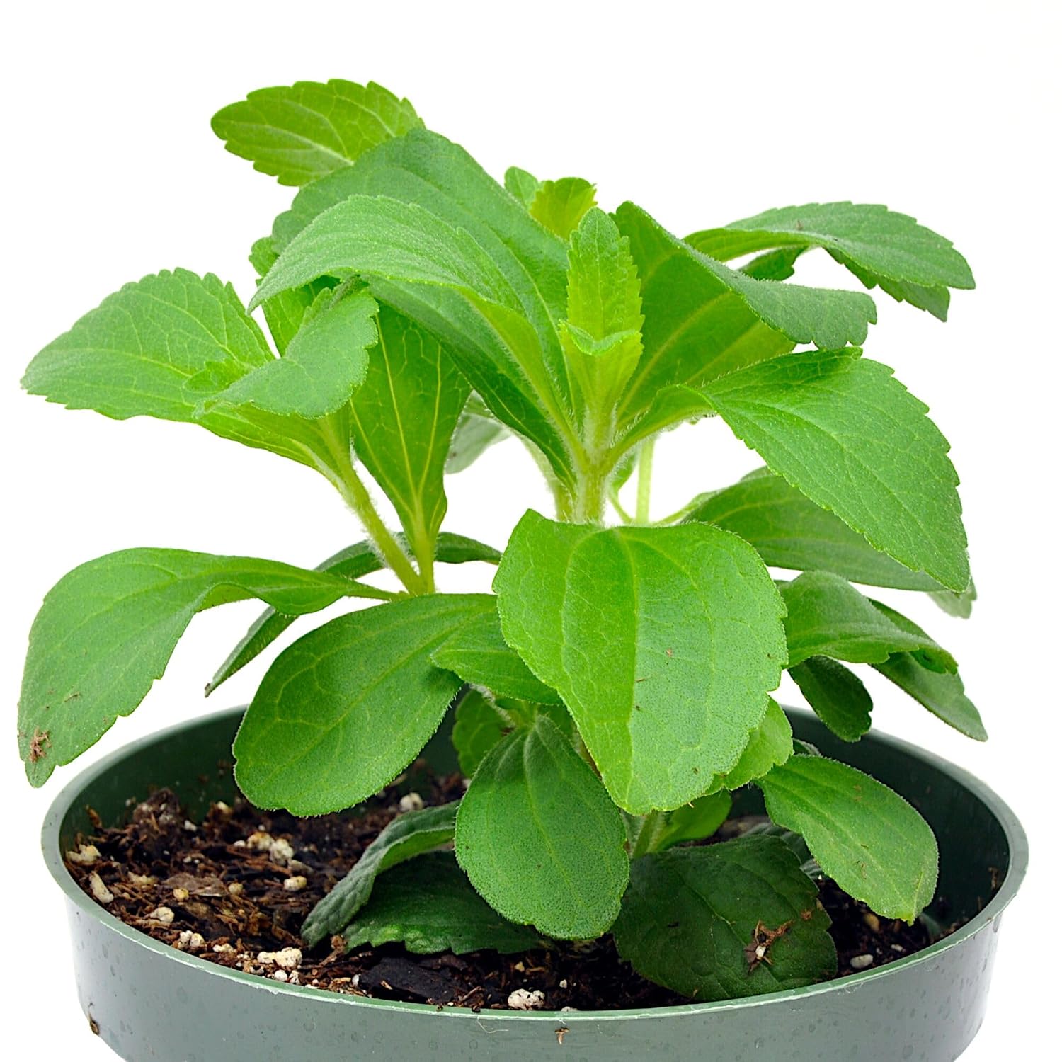 Stevia rebaudiana, Sweet Leaf, Sugar Leaf, Candyleaf, herb, Culinary uses for Leaves which can be Dried and Ground to use as Natural Sweetener, Container Size: 4.5"