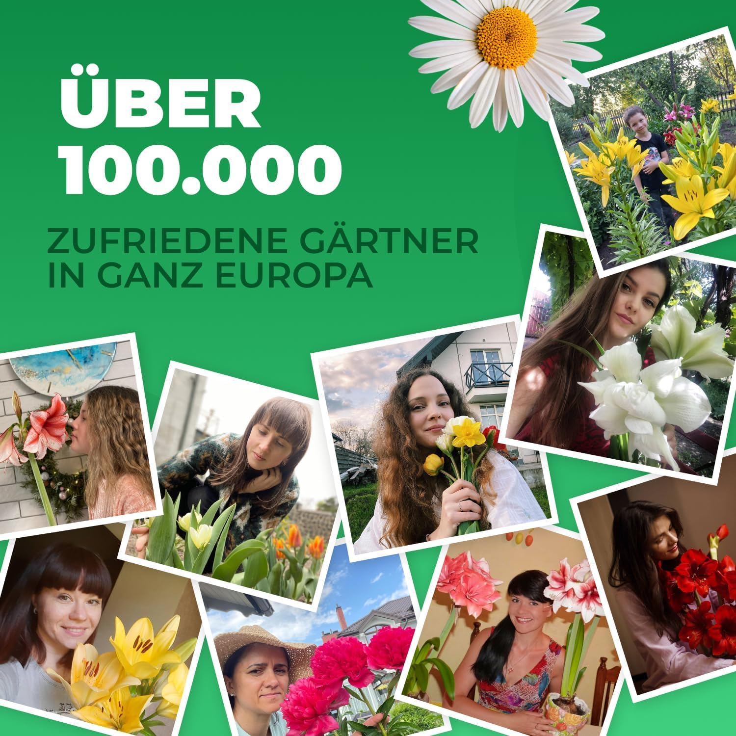 Orchideen Echte Pflanzen Bambus Dendrobium Akatsuki Nobile - 2 große Zimmerpflanzen aus Holland - 30-40 cm hoch - mit Blüten und duftend (Nicht künstlich, ohne Dünger und Topf, keine Samen)