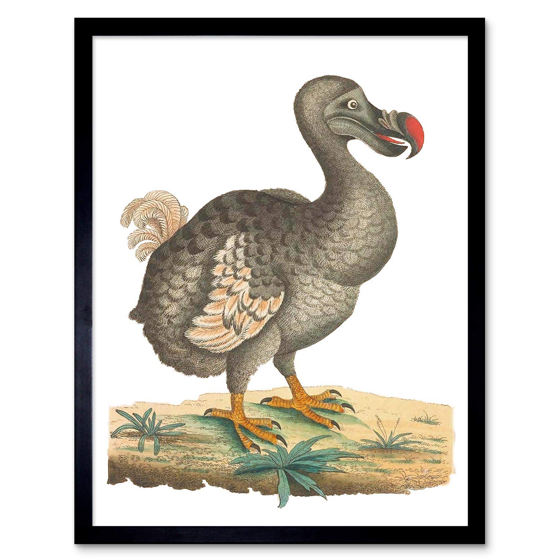 Wee Blue Coo Bird Dodo Vintage Illustration Art Print Framed Poster Wall Decor 12X16 Inch