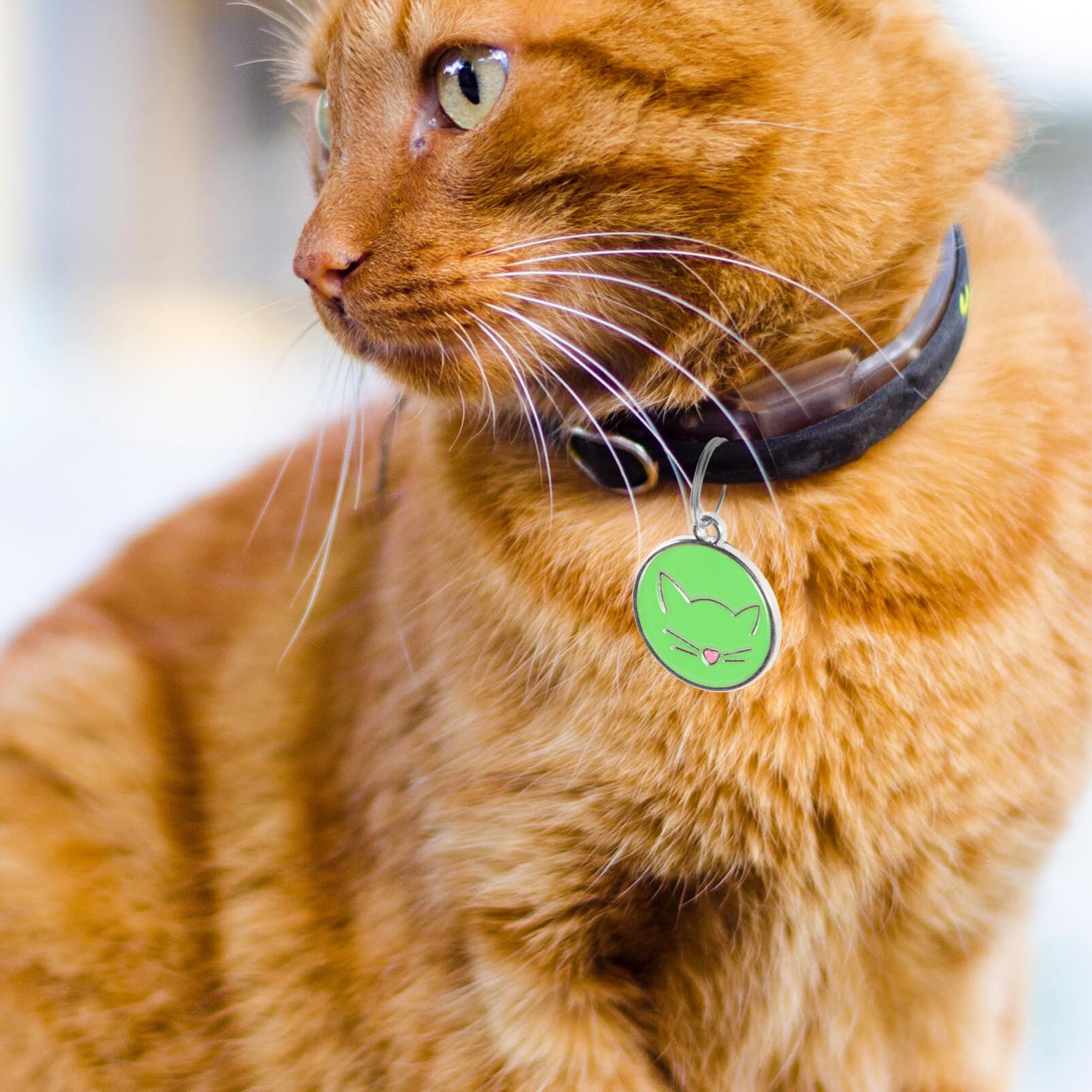 12pcs Pet Listing Cat Collar with Name Tag Cat Engraving Blanks Cat Tags Puppy Name Tag Cat Collar Name Plate Pet Dog Tag Pet Tags Cat Name Tag Cat Tag Id Cat Id Name Tags