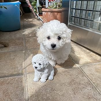 Amazon.com : HORNEDI Sitting Bichon Frise Garden Puppy