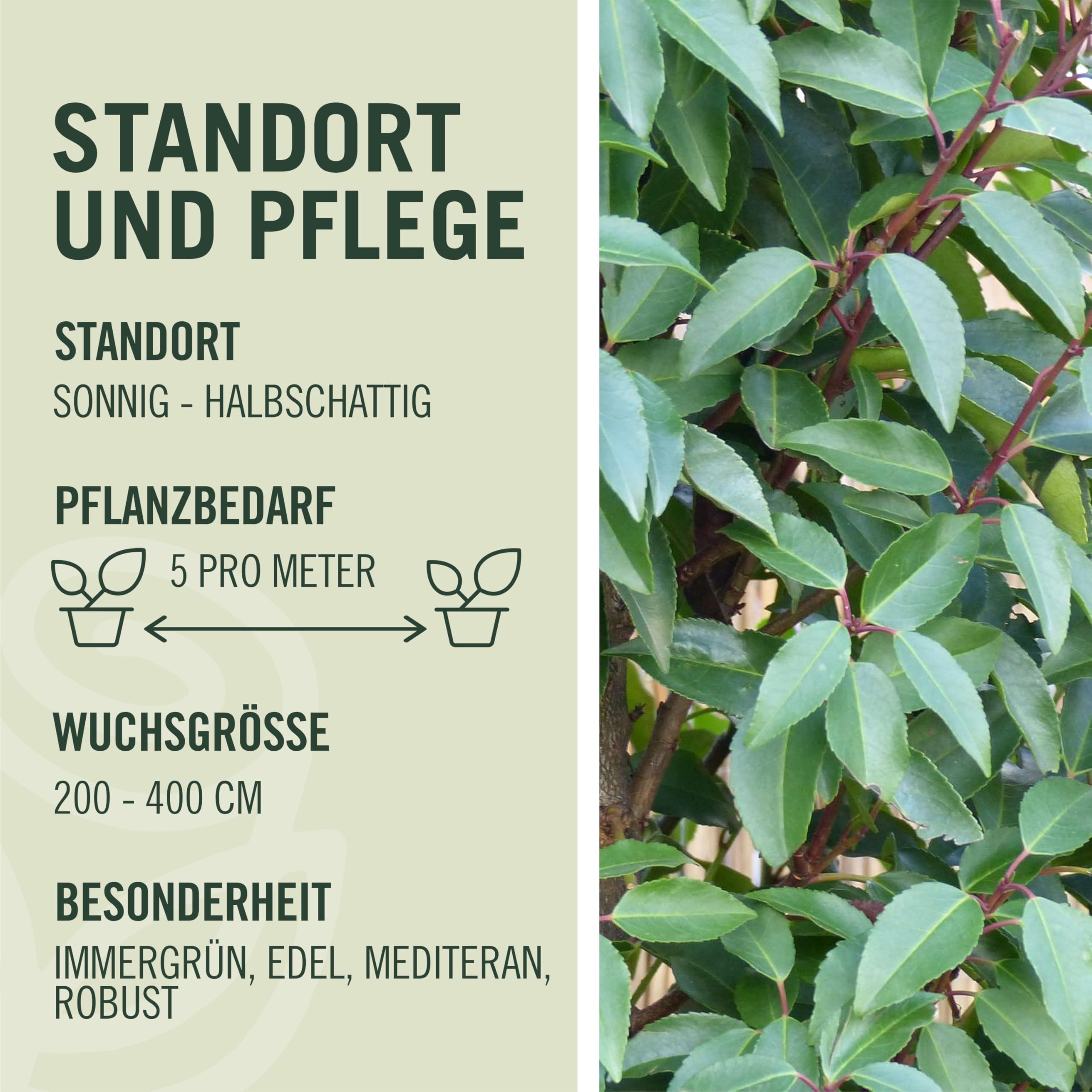 augen flecken krankheit monstera Tipps zur Pflege deiner Pflanze : Monstera deliciosa – PflanzenFuerAlle main image 0