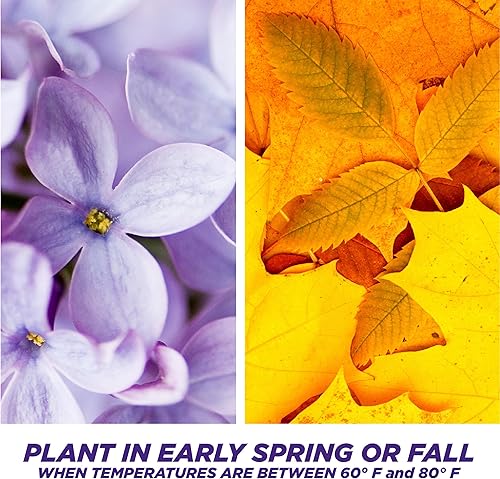 Miniatura 6 de Pennington Un paso completo para áreas de sombra densa mezcla de semillas de césped para reparación de puntos desnudos 83 libras