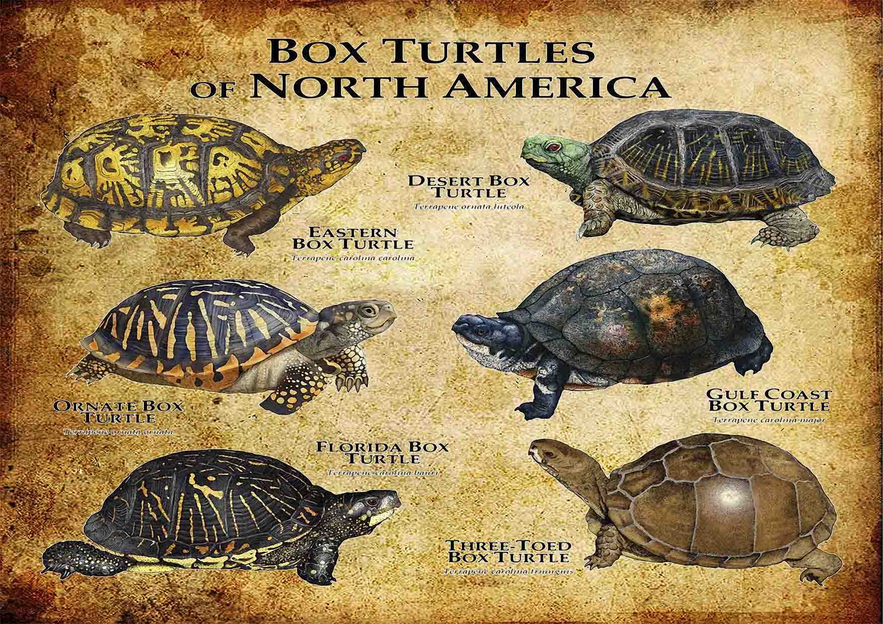 亀ページ Amazon.co.jp: ARA STEP 世界の動物 亀と亀 教育科学チャート