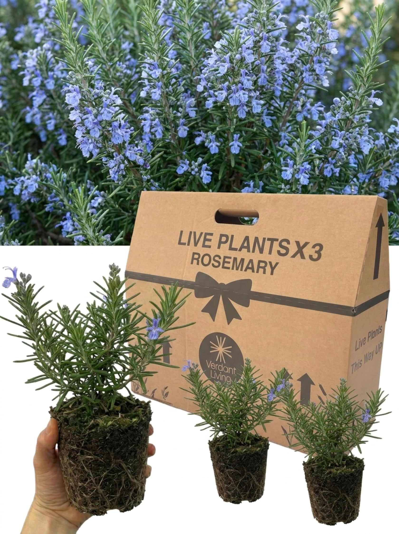 Rosemary Blue Winter in 1Ltr Pots x 3 – Hardy Evergreen Herb Plants for Garden, Cooking, Patio, Borders & Hedges – Aromatic, Bee Friendly, Low Maintenance Perennial Rosemary Live UK Grown