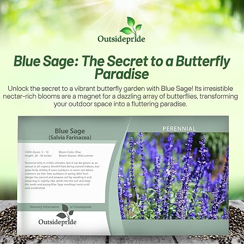 Miniatura 5 de Outsidepride Blue Sage Salvia Farinacea Semillas de plantas silvestres - 5000 semillas