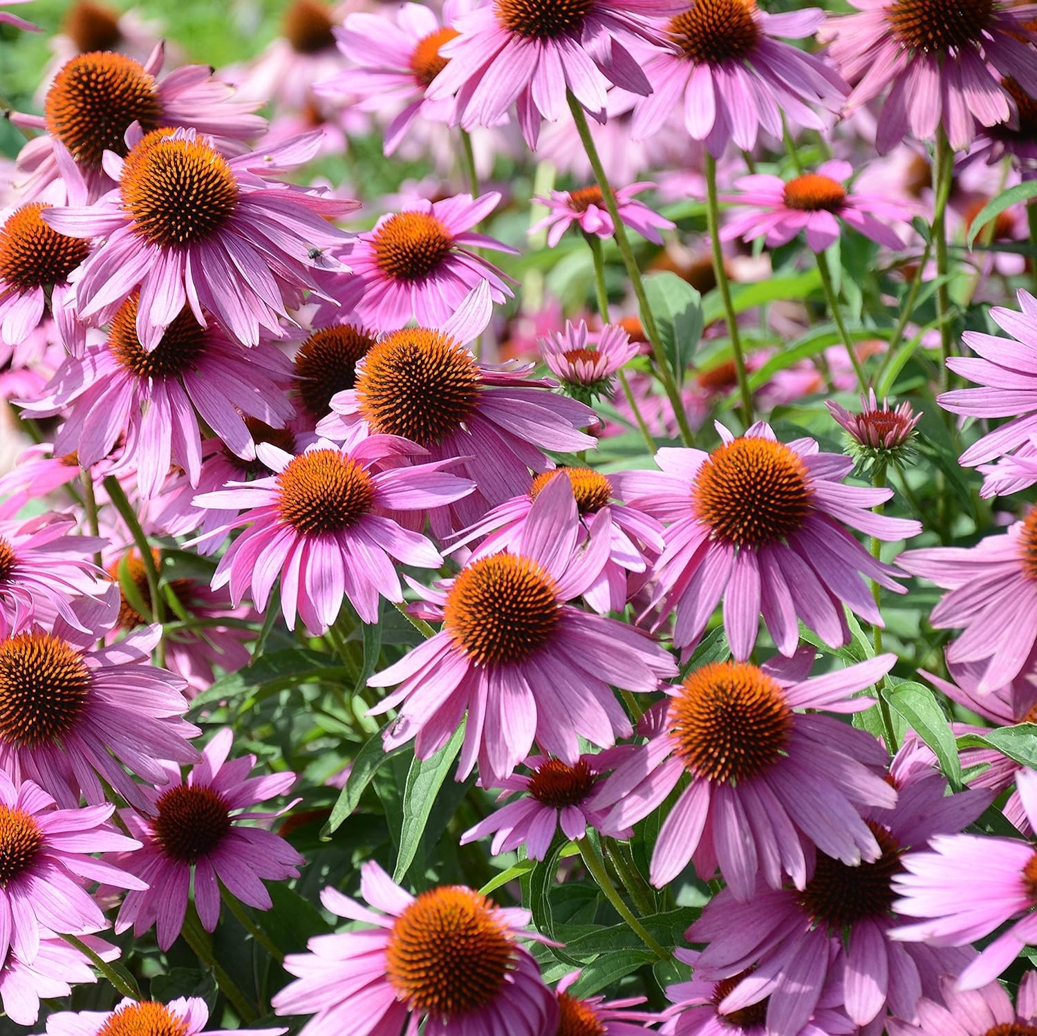 50+ Seeds- Perennial Echinacea Purple Coneflower Wild Flowers Great for Cutting- Seeds For Gardening (B0CLJNG9CL) Amazon Price History, Amazon Price Tracker