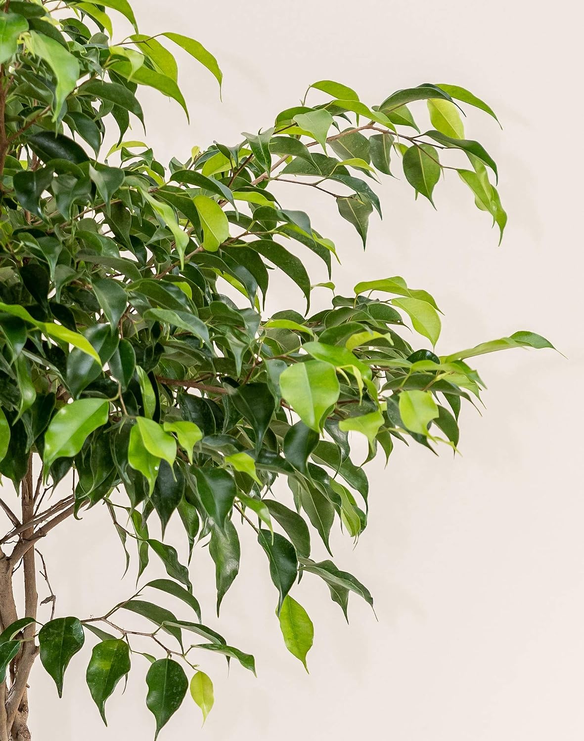 Ficus benjamina 'Wintergreen' - Large, Braided, Live Plant