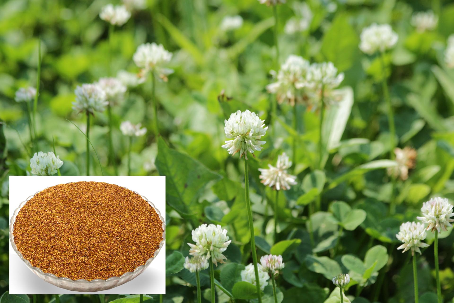 Weißklee 10 kg Kriechklee Saatgut Weissklee Trifolium repens Weiß-Klee