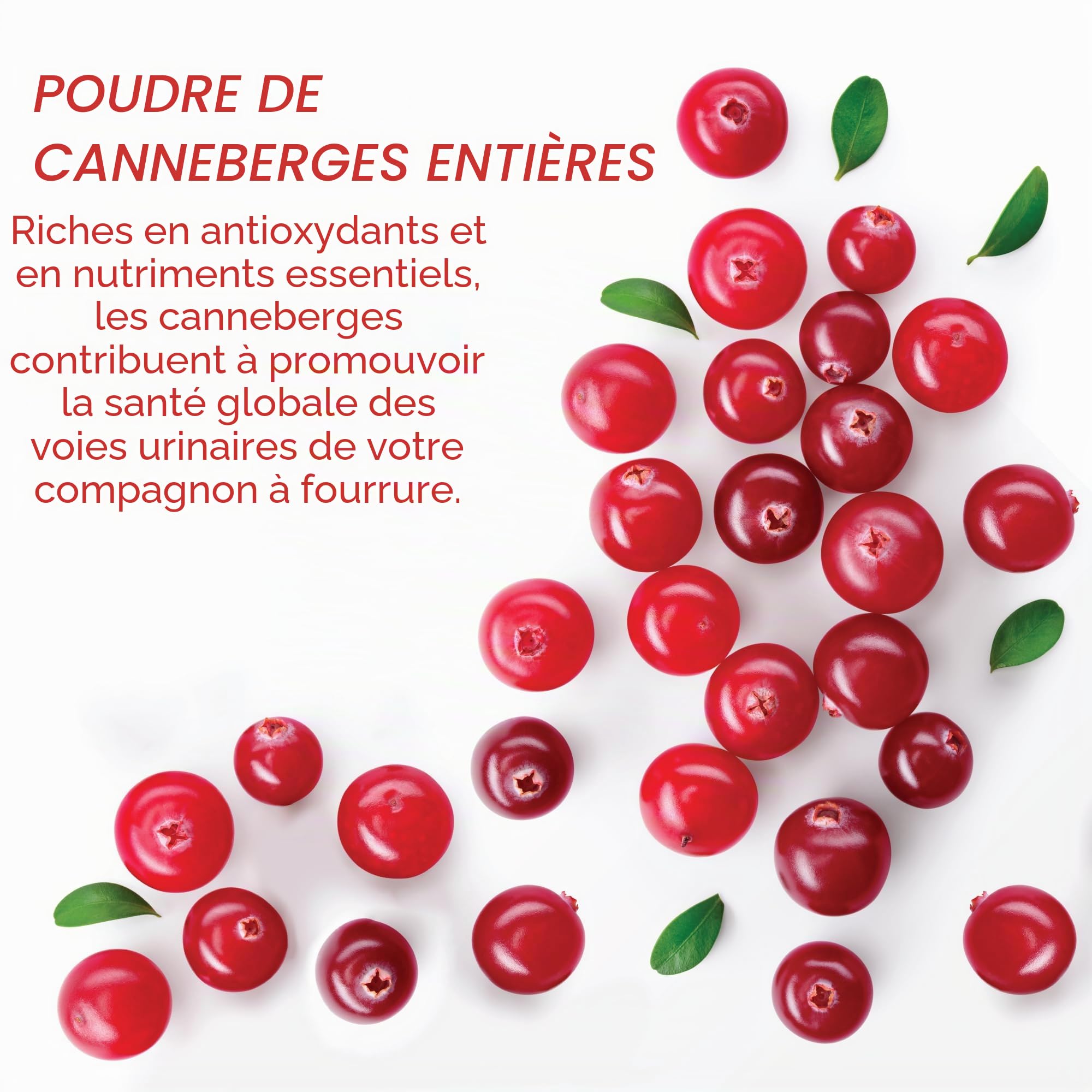 UTI-Zen Canneberge pour Chiens & Chats | Tablettes Appétentes à Croquer | Complément Alimentaire Naturel | 30 x 1,35 g | Dermoscent