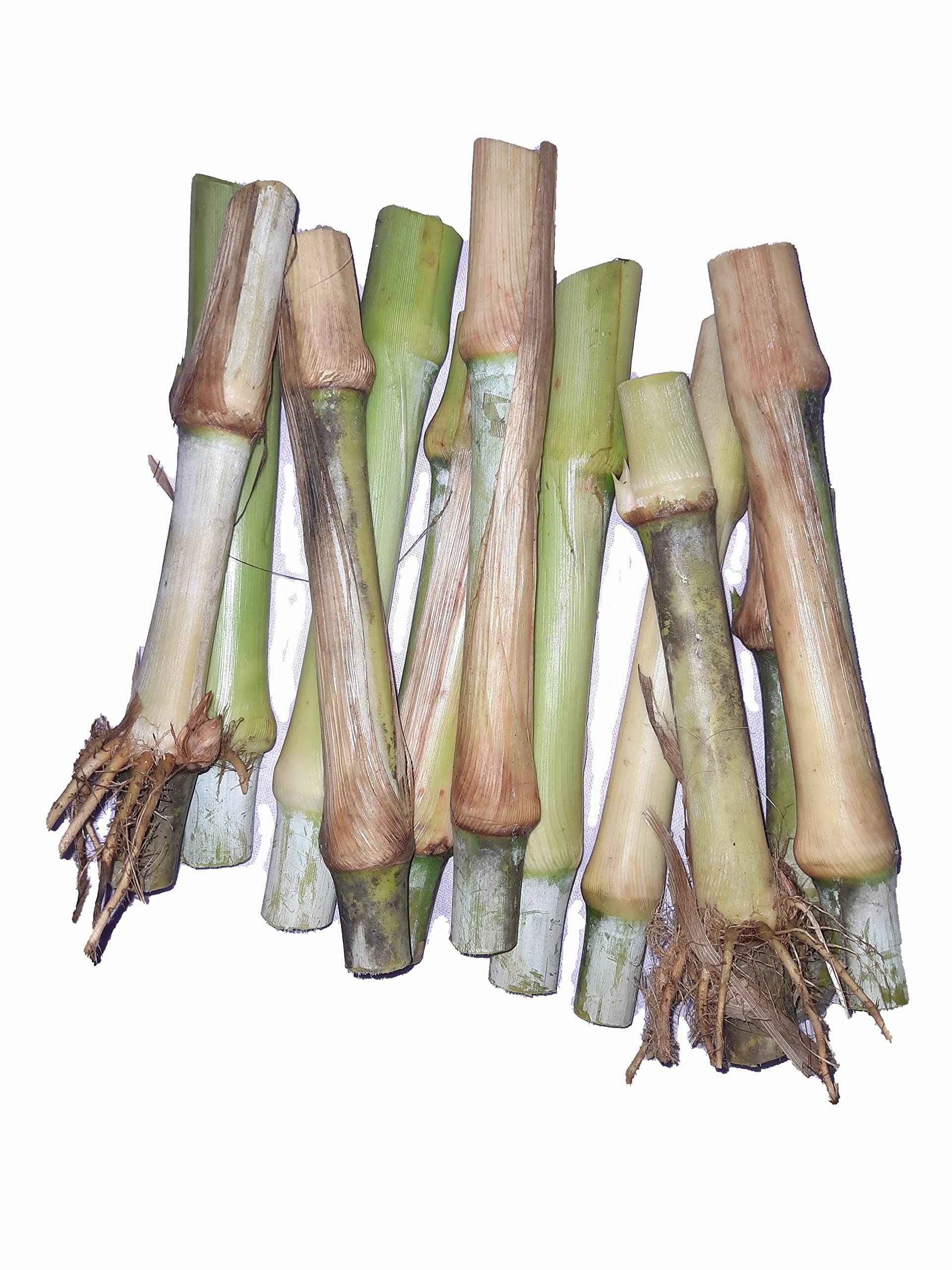 N.G.M. AGROCARE- DHN-6 SUPER HYBRID NAPIER GRASS MULTICUT NUTRITIOUS GREEN FODDER for livestock to cater increased milk production and maintains health (Pack of Average 25 slips) (B09NNY39YW) Amazon Price History, Amazon Price Tracker