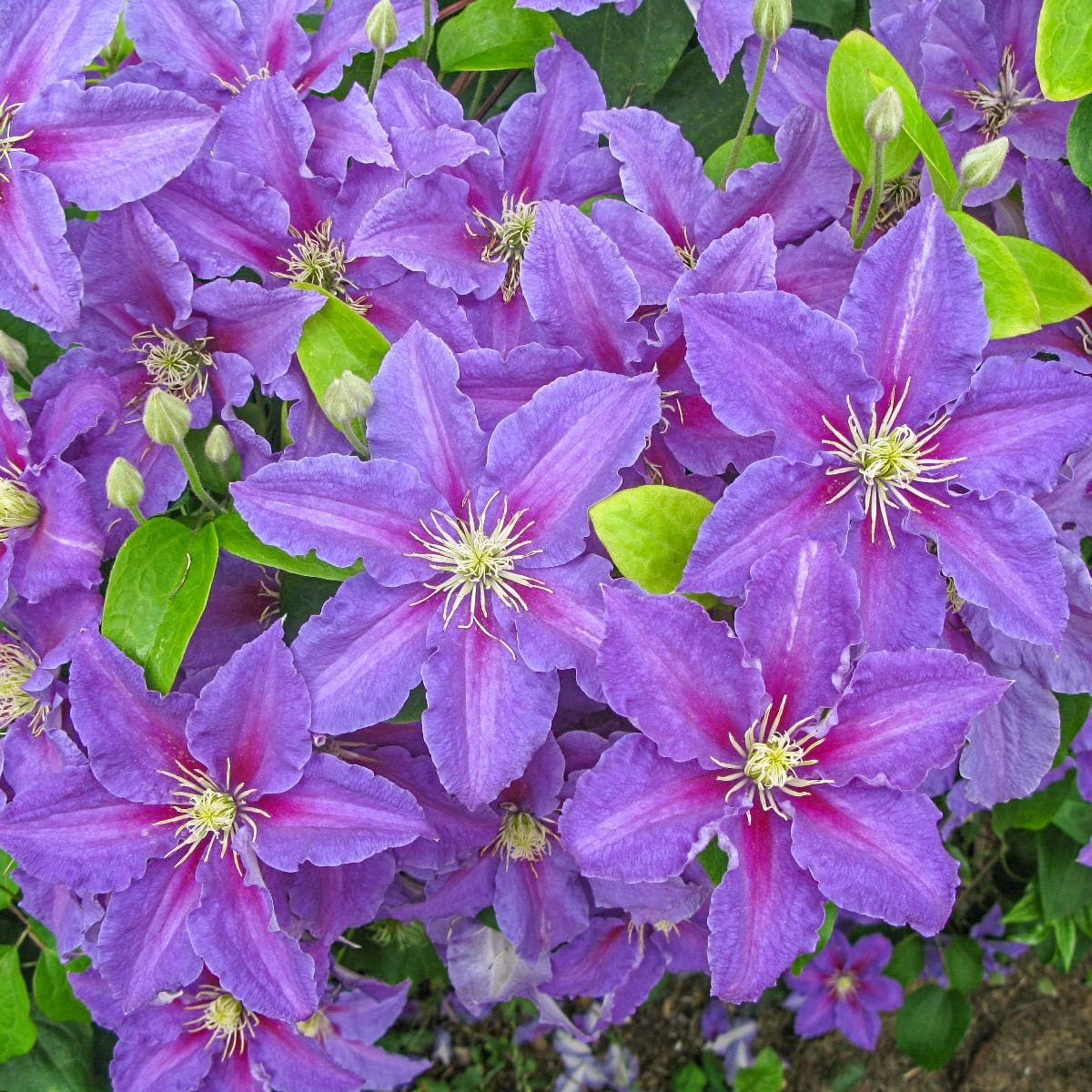 GARDENS ALIVE! - Ristimagi Lavender Flowering Clematis Vine Dormant Bare Root Perennial Starter Plant, One Plant per Offer