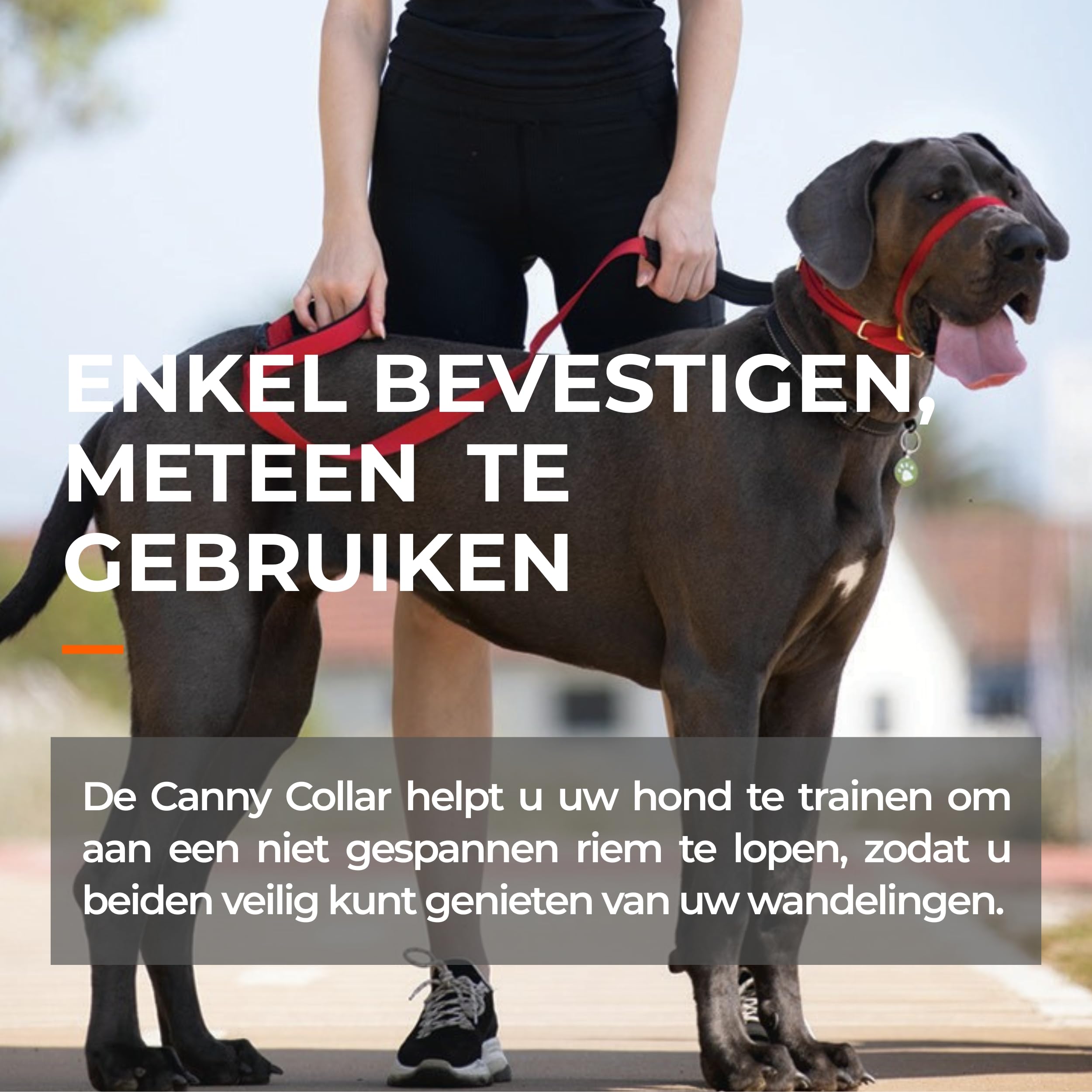Canny Collar: de halsband voor hondentraining en wandelen, eenvoudige