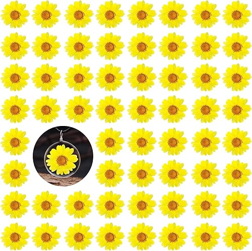 60 girasoles secos prensados amarillos para adornos de manualidades, flores secas naturales de 1.2 pulgadas, margarita grande para joyería de