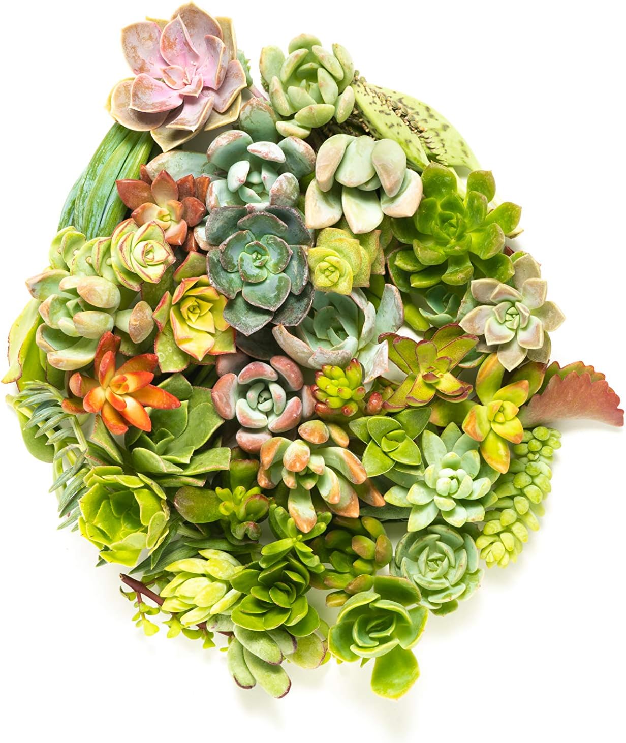 100 (40 varieties) Succulent CUTTINGS great for Vertical Gardens & wreaths & topiaries