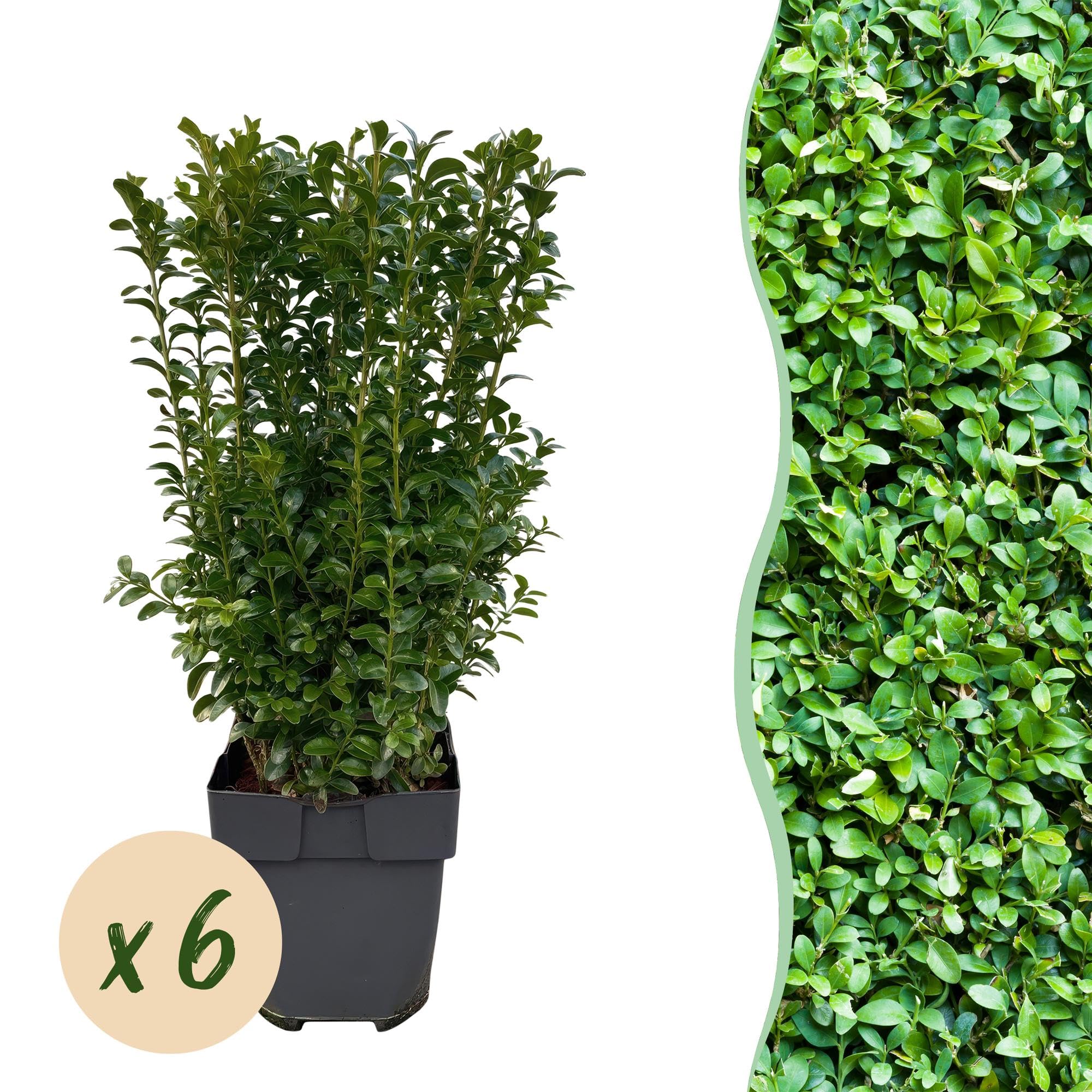 Buxus sempervirens – 6 roślin na 1 metr bieżący – zwykły bukszpan – wiecznie zielony żywopłot w doniczce 17 cm – ok. 45 cm wysokości – gęsty i łatwy w pielęgnacji do żywopłotów ogrodowych