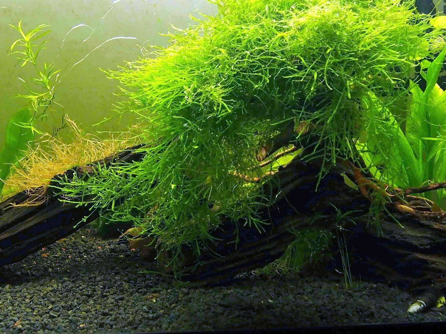 large aquarium plants